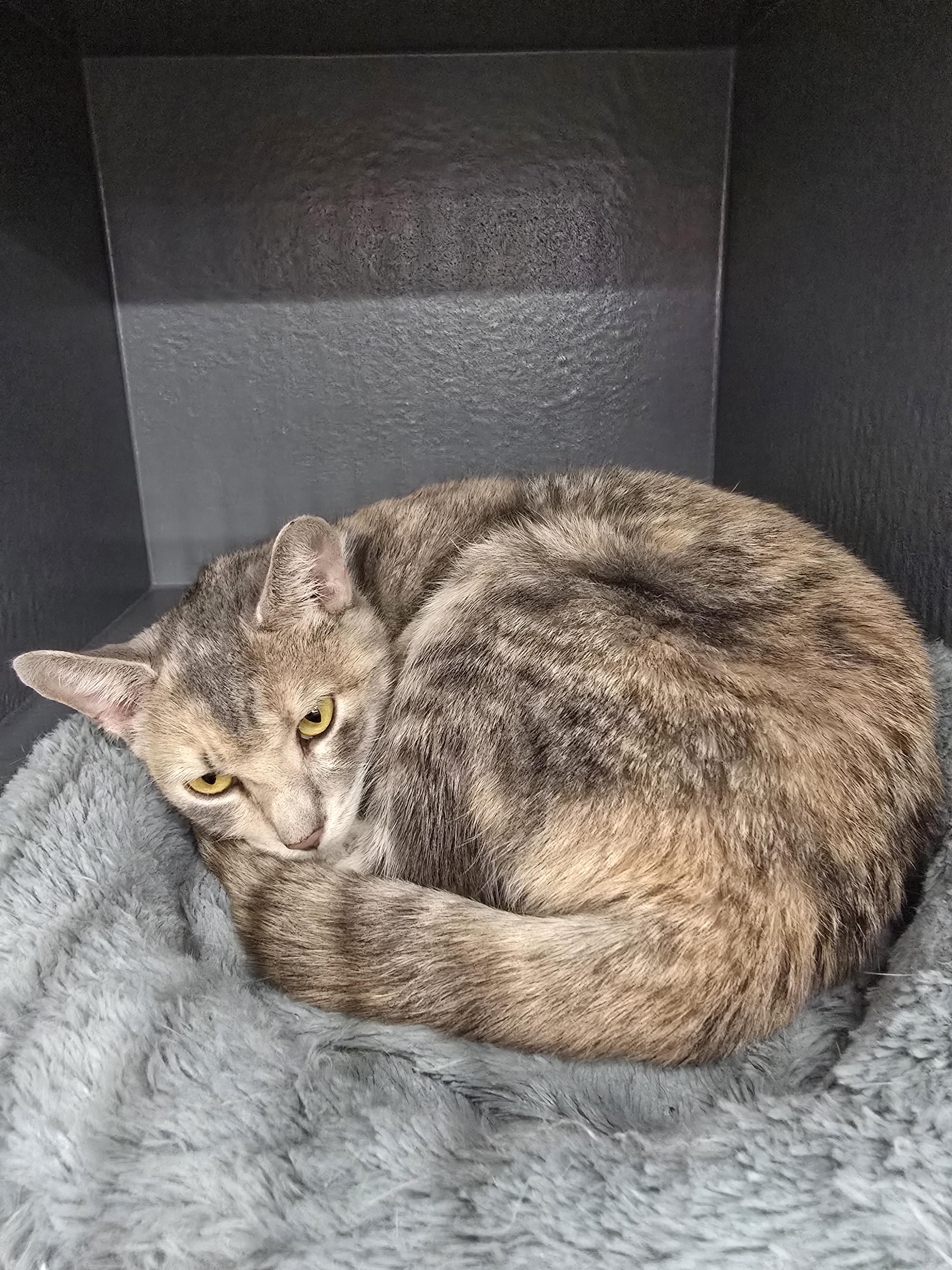 Enlarge Gracie, a ADOPTABLE Domestic Short Hair in New York, NY image 3/5