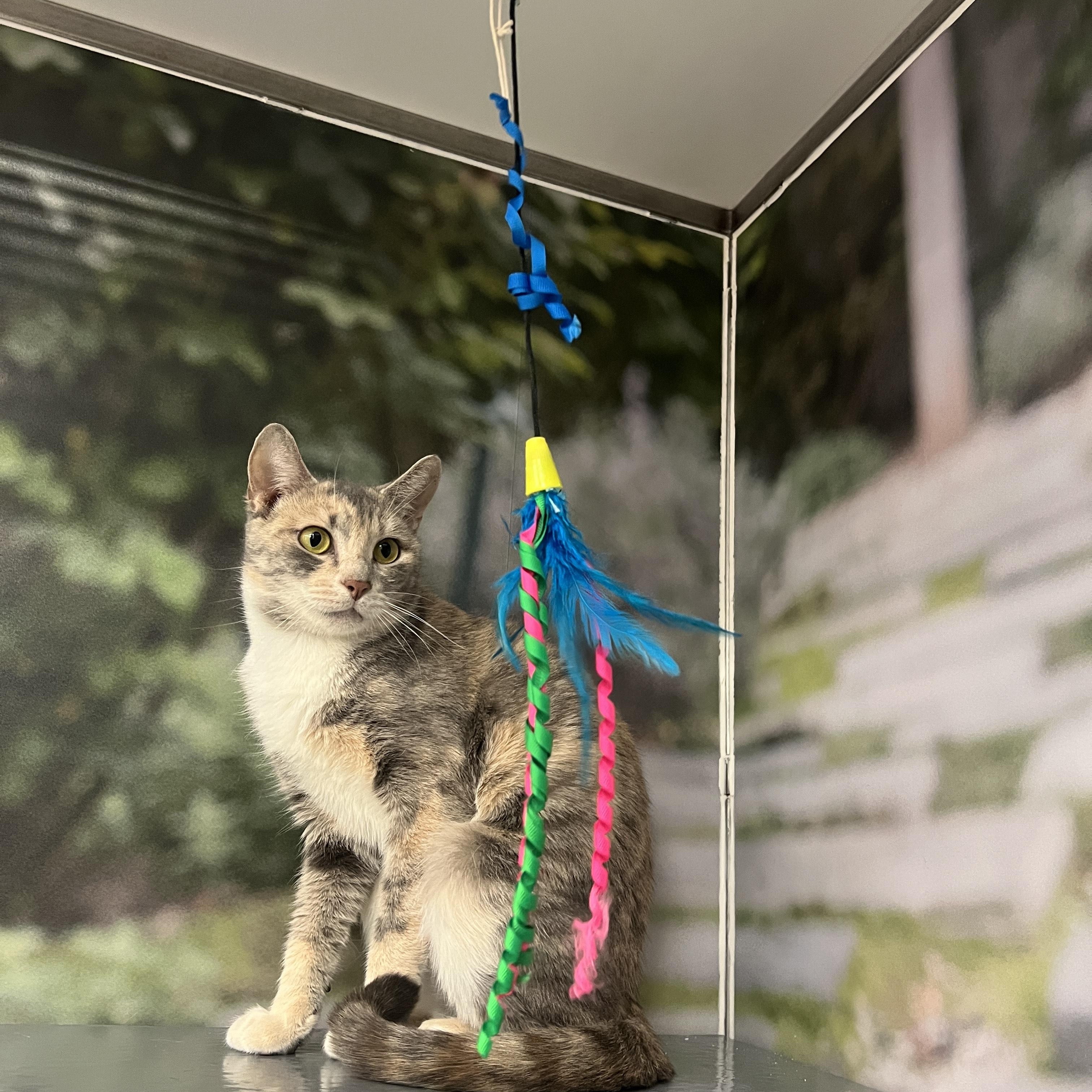 Enlarge Gracie, a ADOPTABLE Domestic Short Hair in New York, NY image 5/5