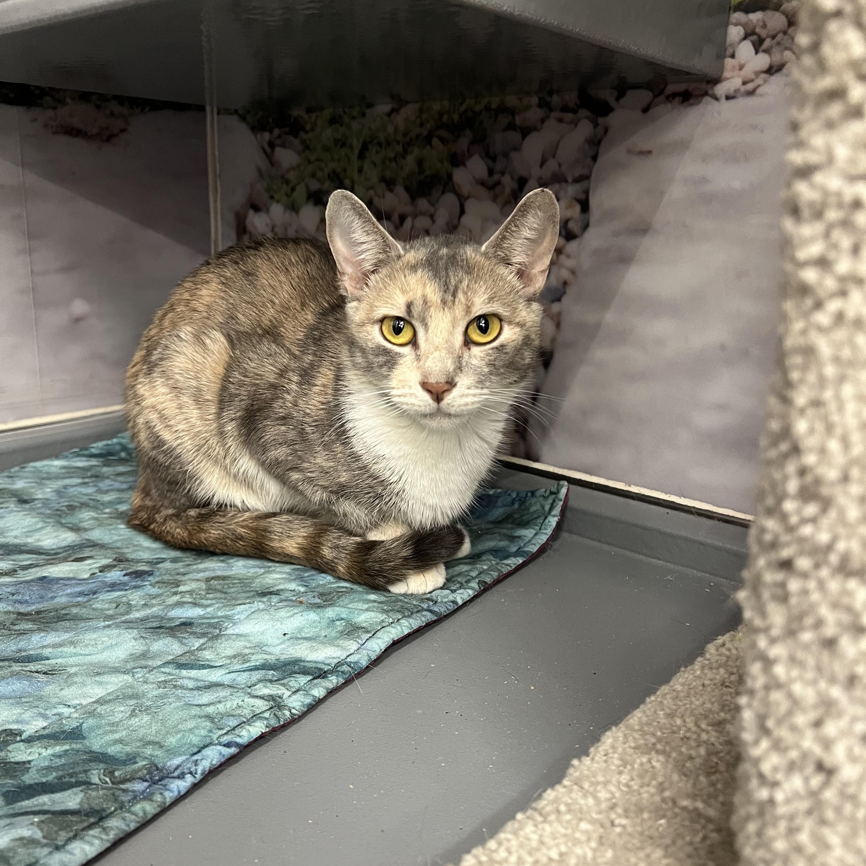 Enlarge Gracie, a ADOPTABLE Domestic Short Hair in New York, NY image 2/5