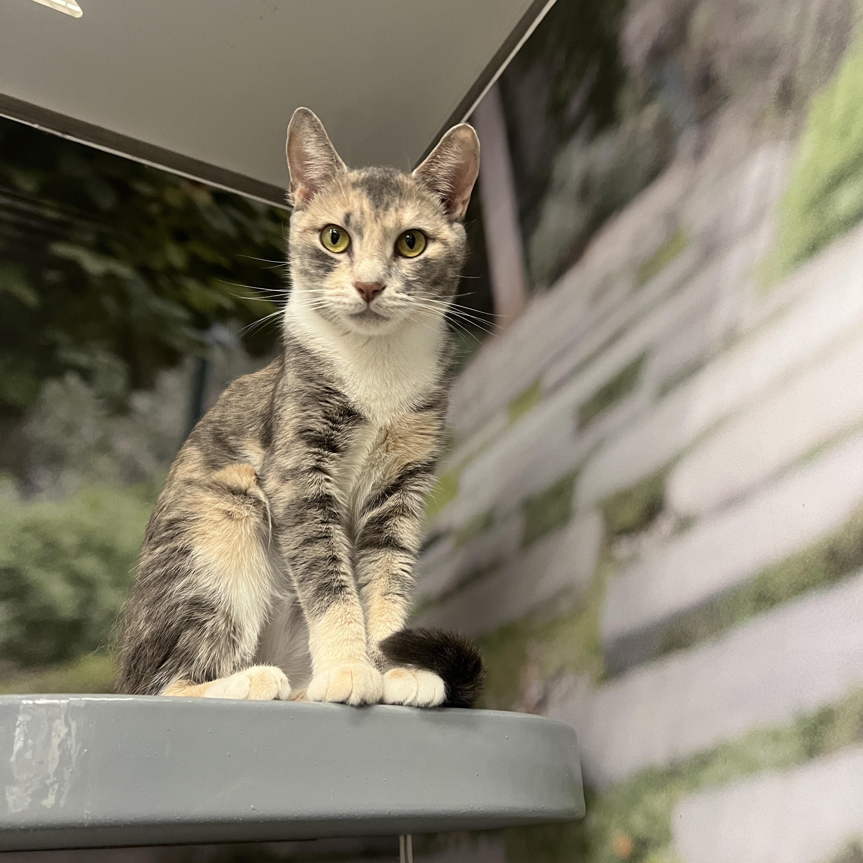 Gracie, ADOPTABLE, Young Female Domestic Short Hair.