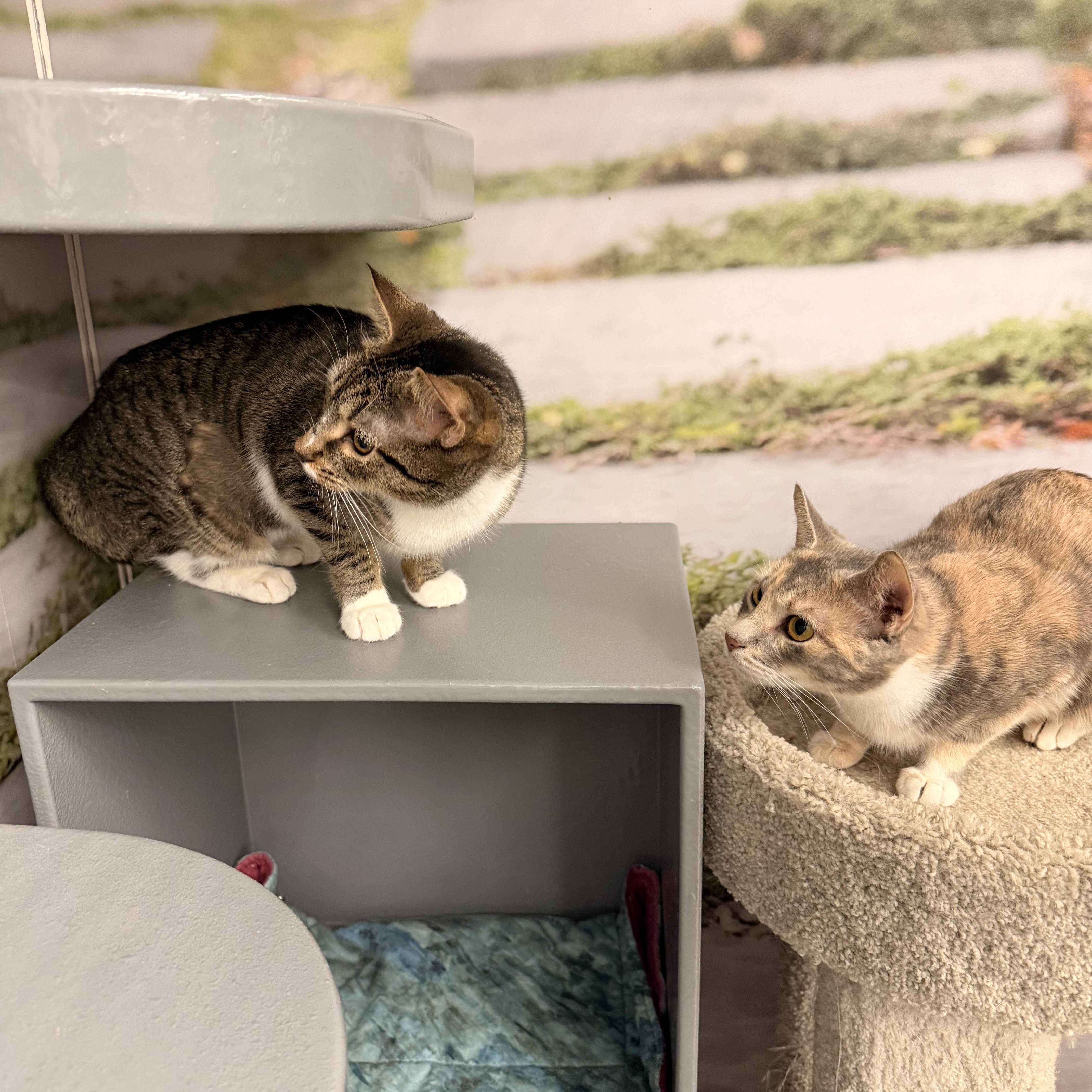 Enlarge Gracie, a ADOPTABLE Domestic Short Hair in New York, NY image 4/5