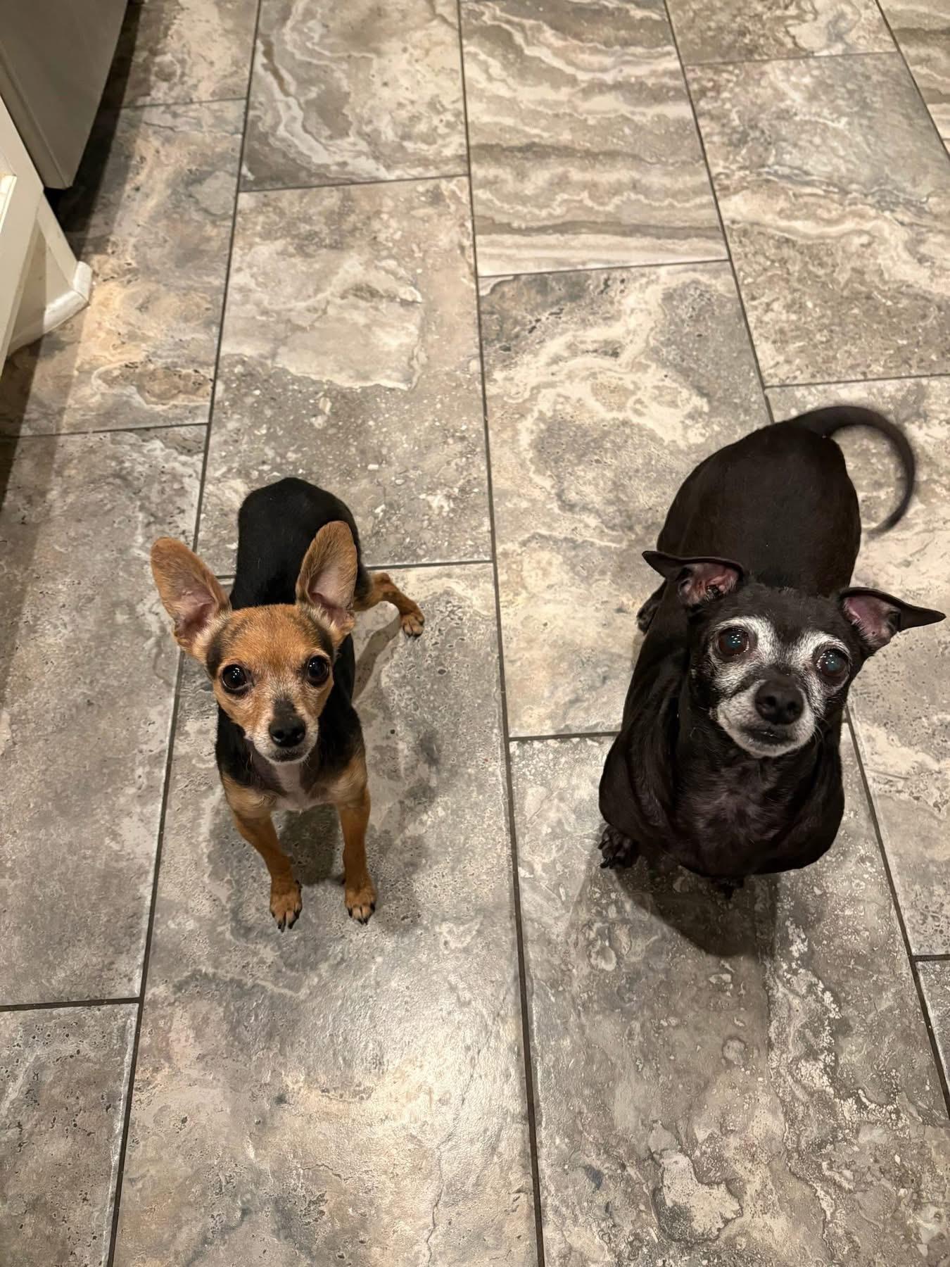 Billy, a ADOPTABLE Chihuahua in Broken Arrow, OK image 2/2