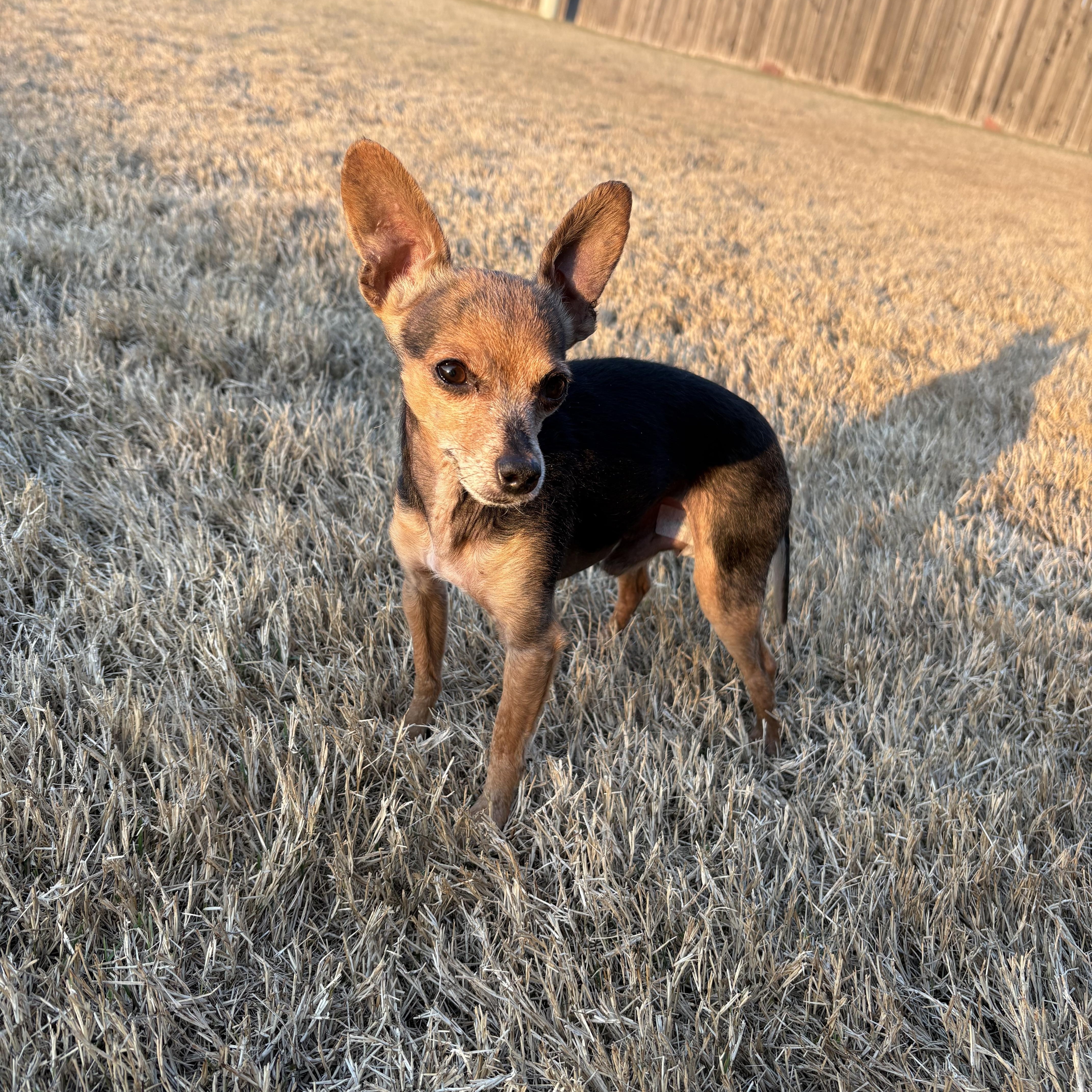 Billy, a ADOPTABLE Chihuahua in Broken Arrow, OK image 1/2
