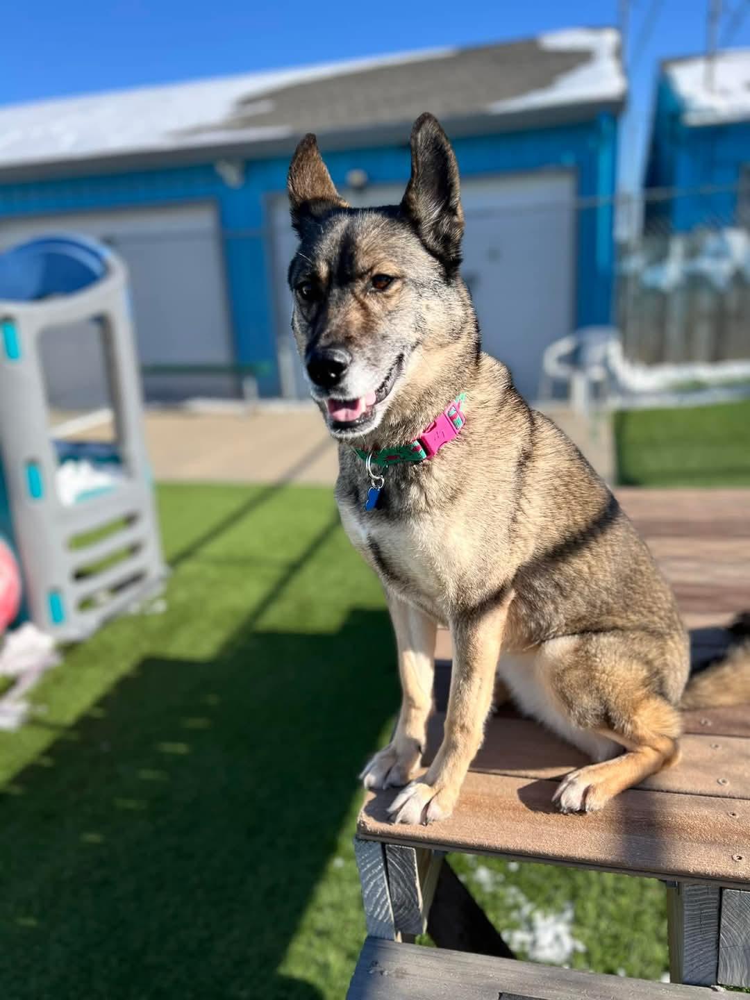 VooDoo, a Adoptable mixed breed in Cedar Rapids, IA image 2/6