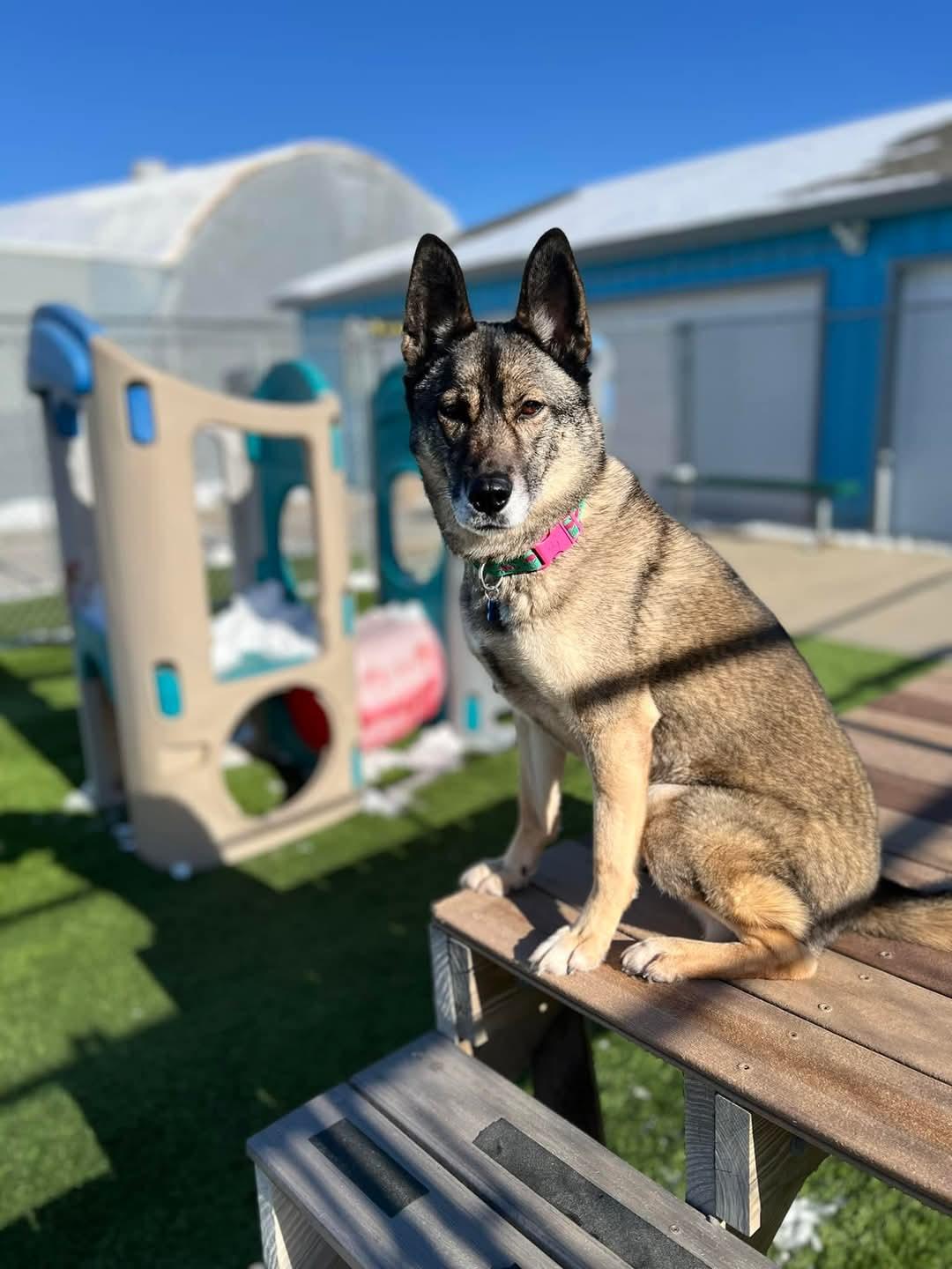 VooDoo, an adoptable Shepherd, Mixed Breed in Cedar Rapids, IA, 52404 | Photo Image 6