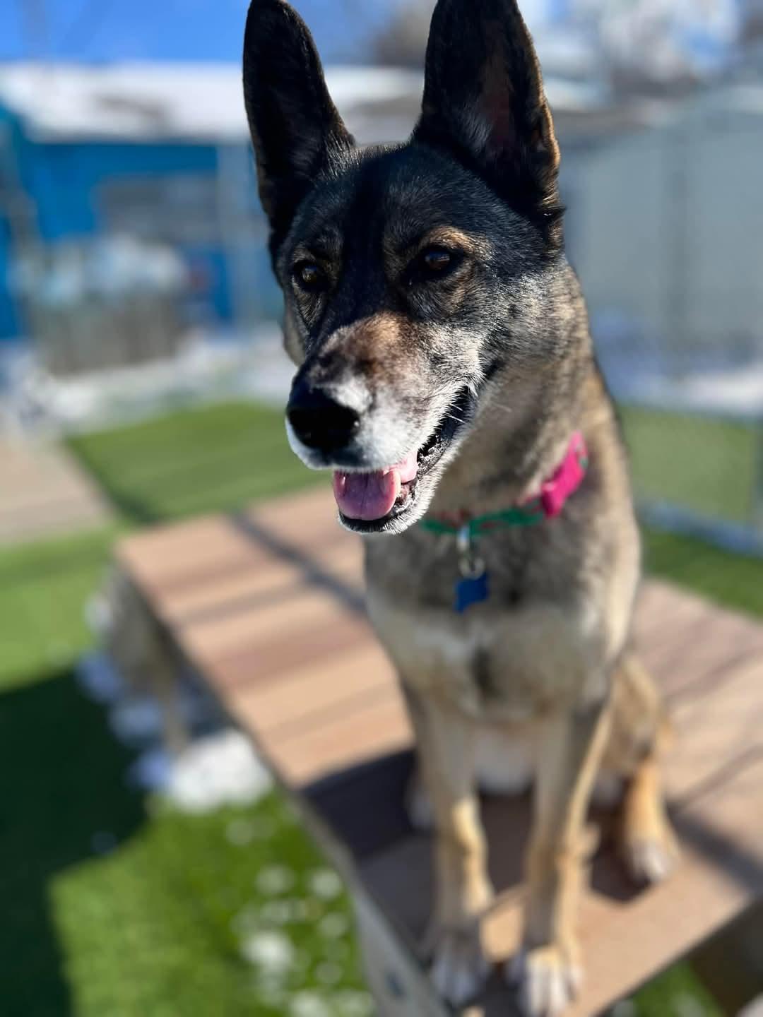 VooDoo, a Adoptable mixed breed in Cedar Rapids, IA image 4/6