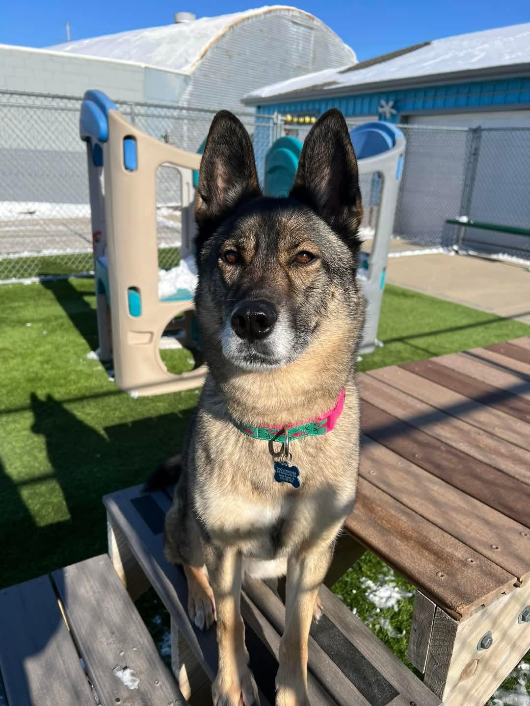 VooDoo, an adoptable Shepherd, Mixed Breed in Cedar Rapids, IA, 52404 | Photo Image 3