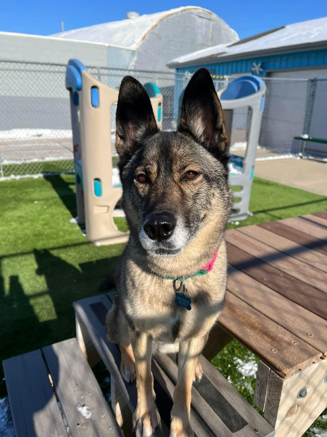 VooDoo, a Adoptable mixed breed in Cedar Rapids, IA image 6/6