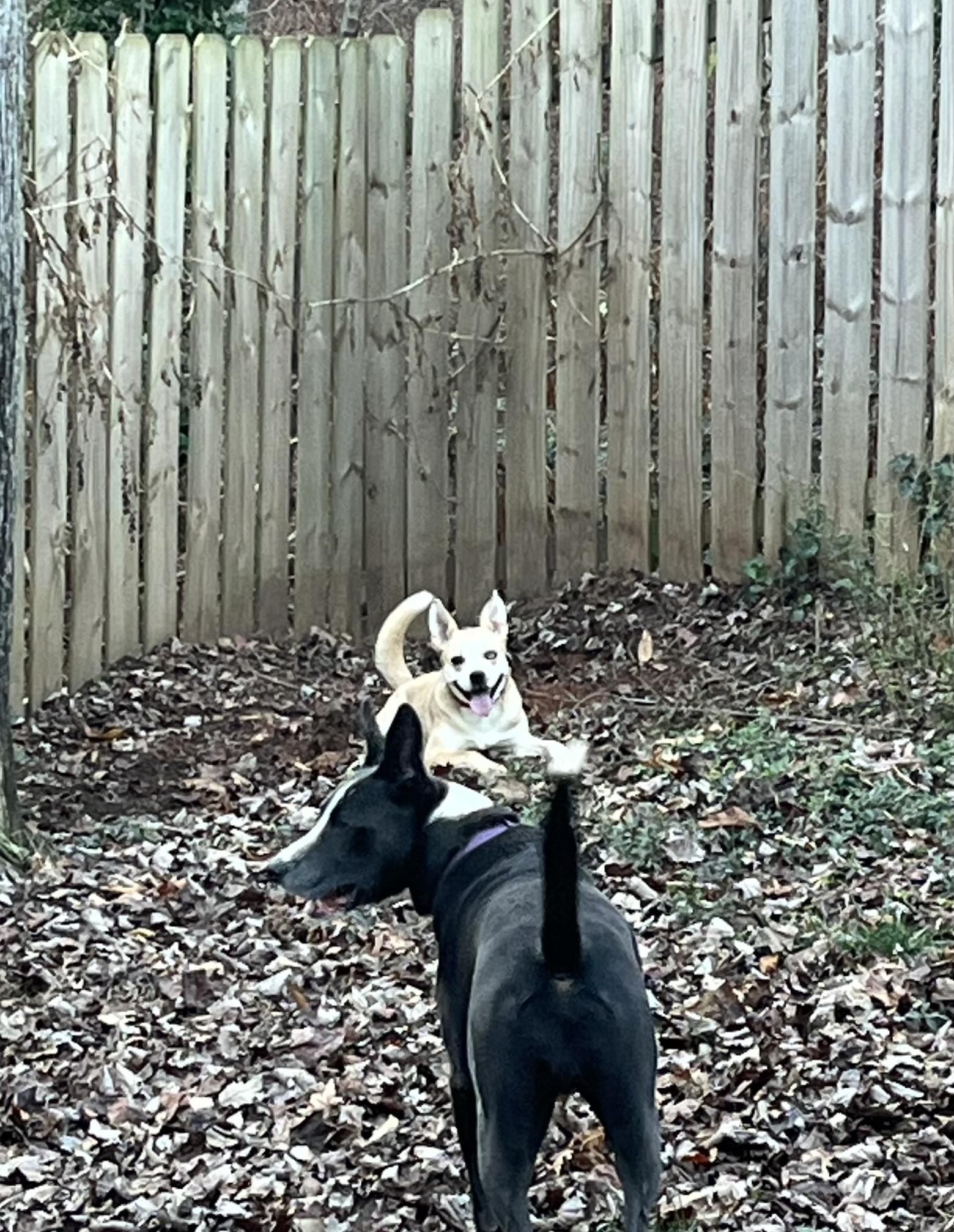 Birdie, a Adoptable mixed breed image 2/6