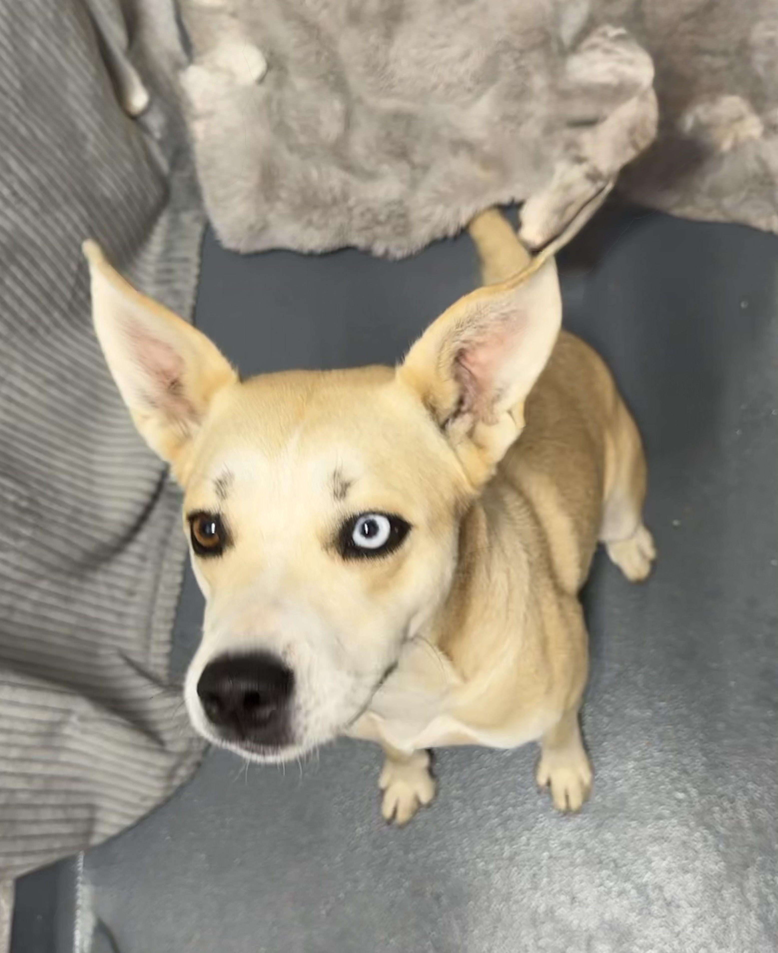 Birdie, Adoptable, Young Female Australian Cattle Dog / Blue Heeler & Labrador Retriever.