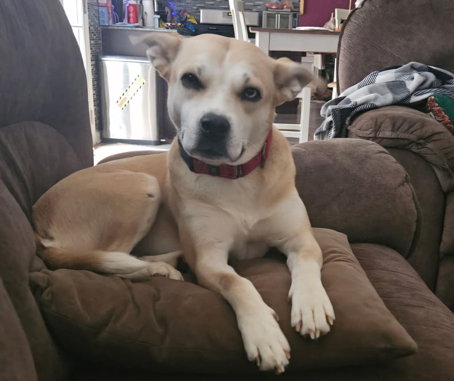 Birdie, Adoptable, Young Female Labrador Retriever & Australian Cattle Dog / Blue Heeler.