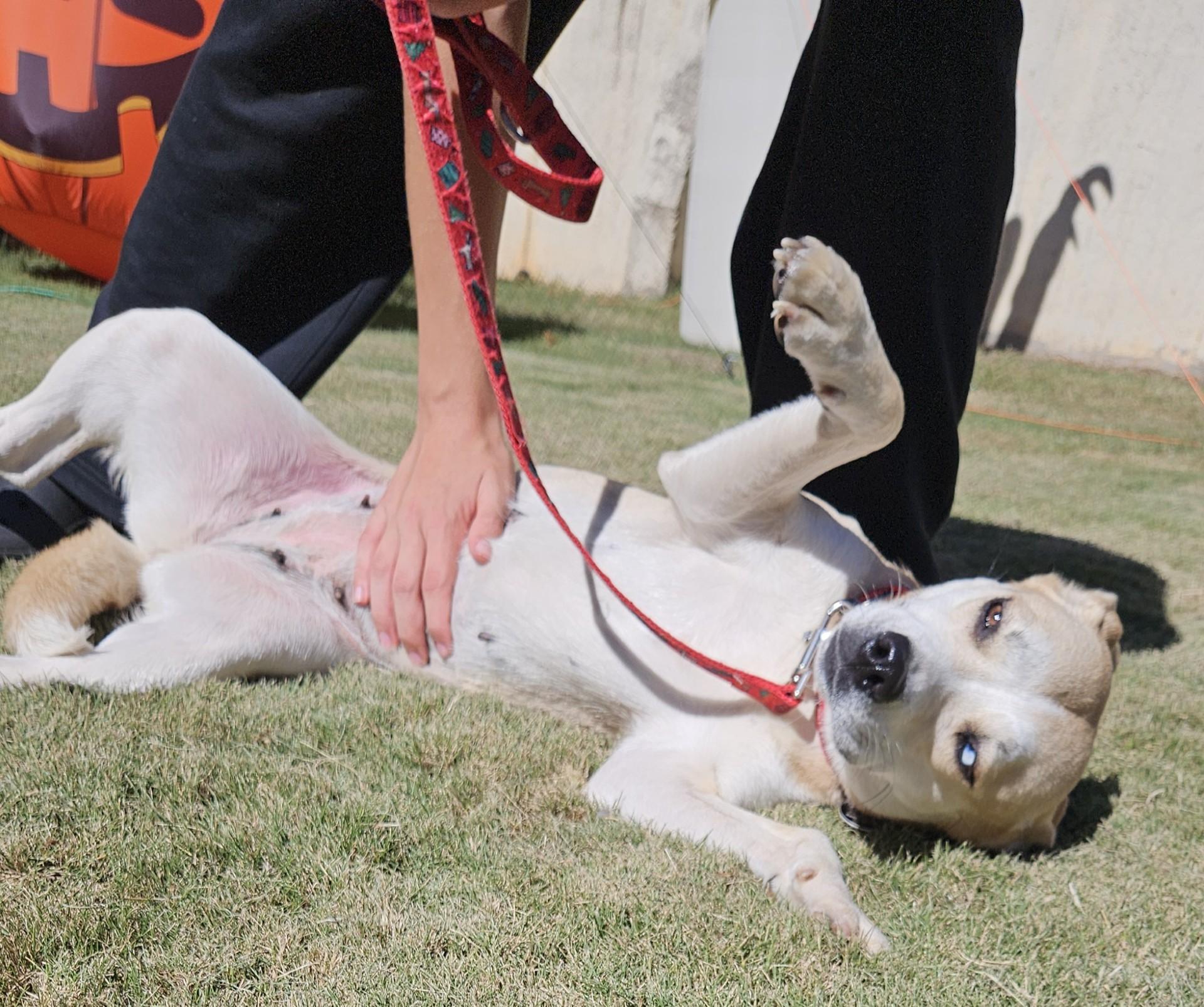 Birdie, a Adoptable mixed breed image 4/6