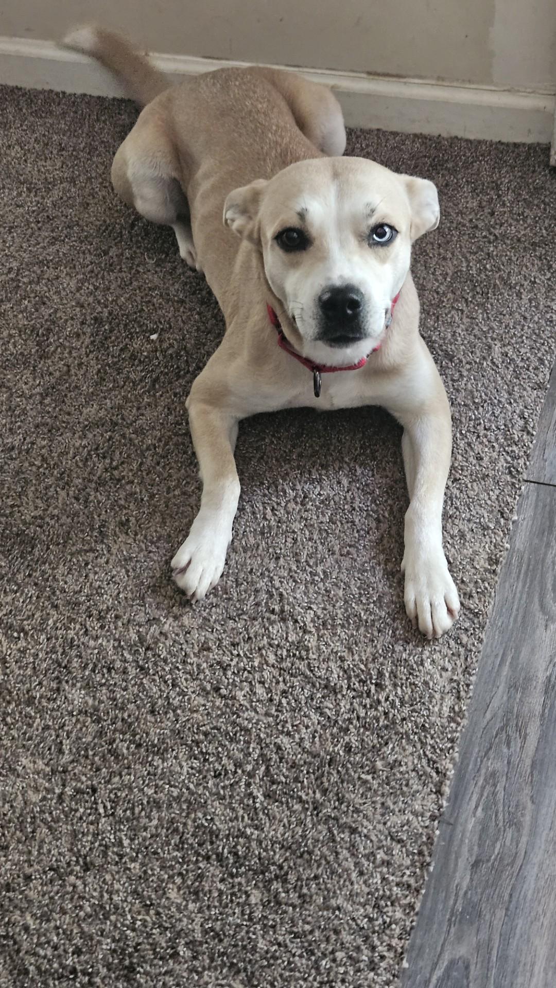 Birdie, a Adoptable mixed breed image 5/6