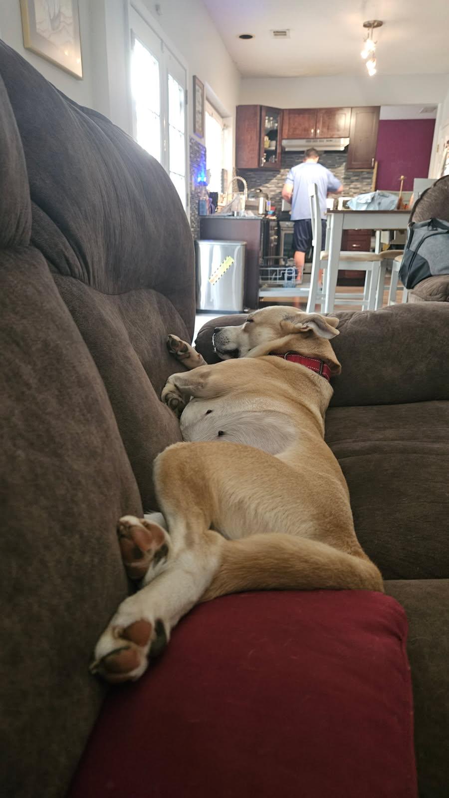 Birdie, a Adoptable mixed breed image 6/6