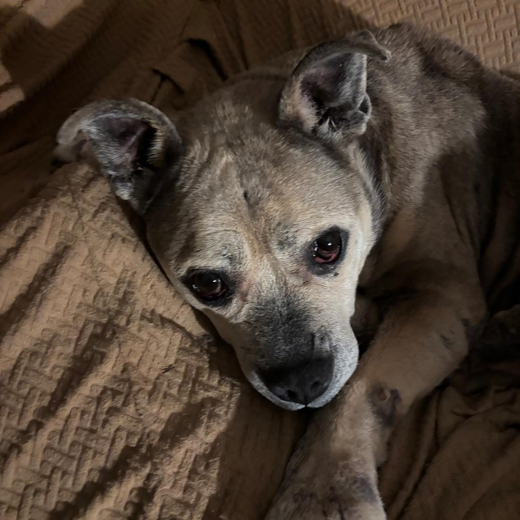 Freda, a Adoptable Mixed Breed in Tunkhannock, PA image 2/5