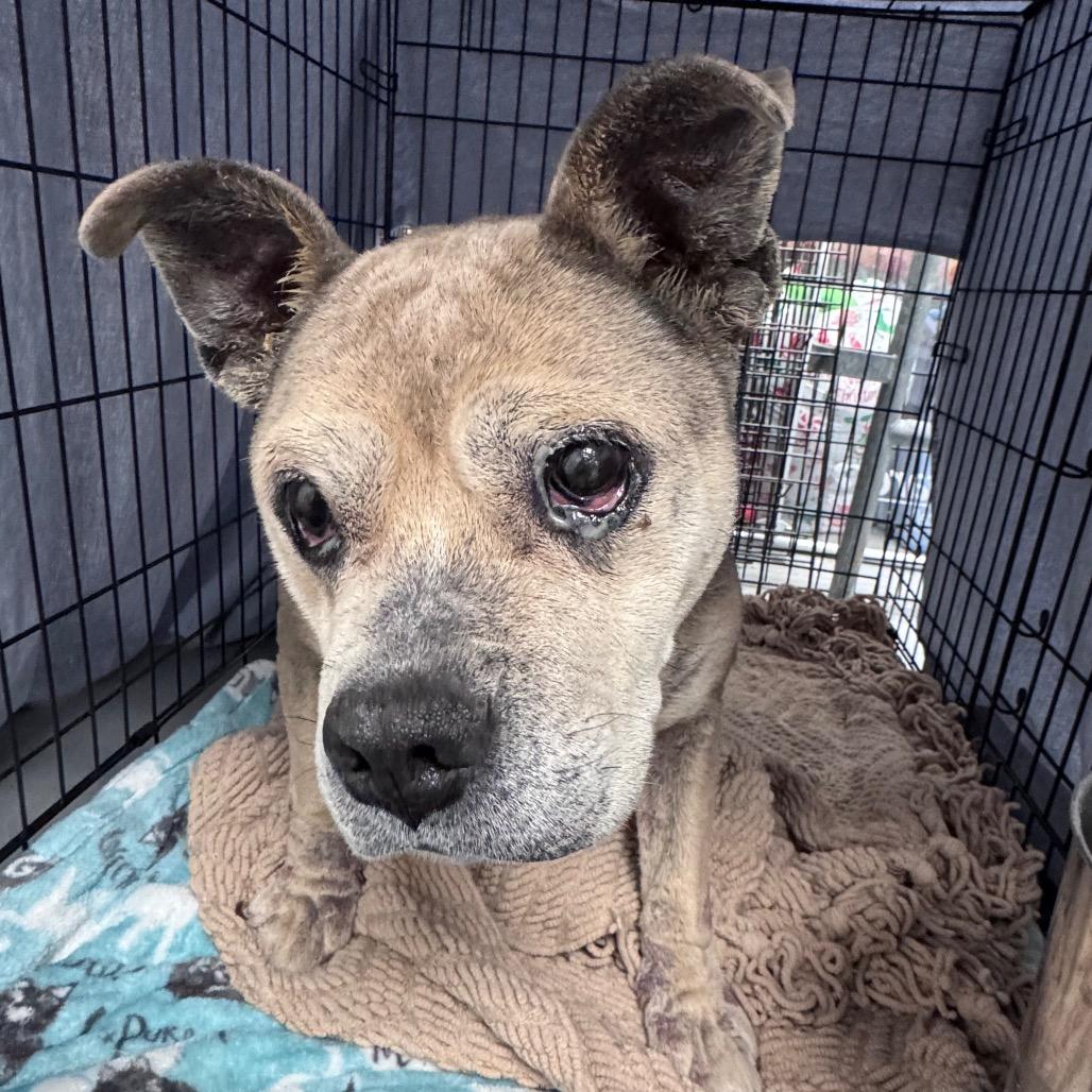 Freda, a Adoptable Mixed Breed in Tunkhannock, PA image 3/5