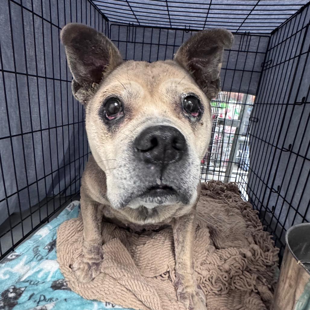 Freda, a Adoptable Mixed Breed in Tunkhannock, PA image 4/5