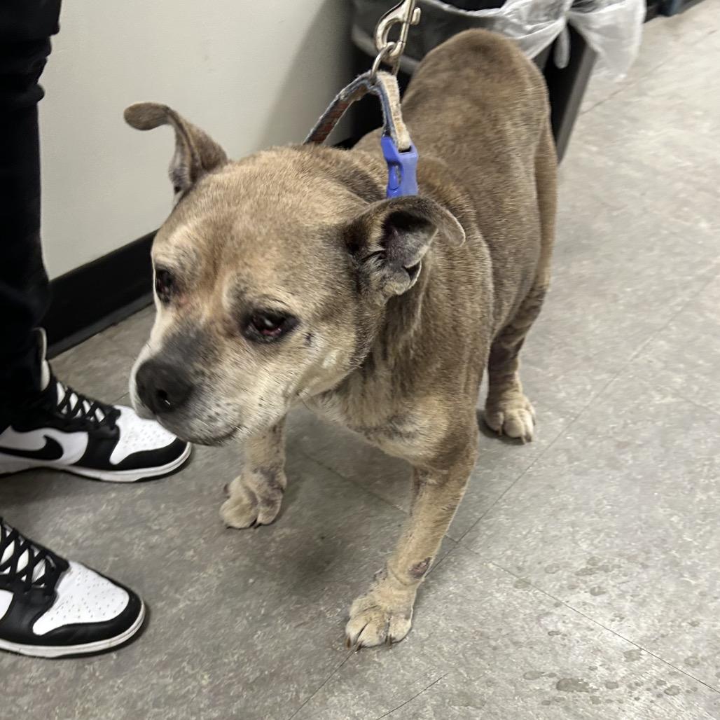 Freda, a Adoptable Mixed Breed in Tunkhannock, PA image 5/5