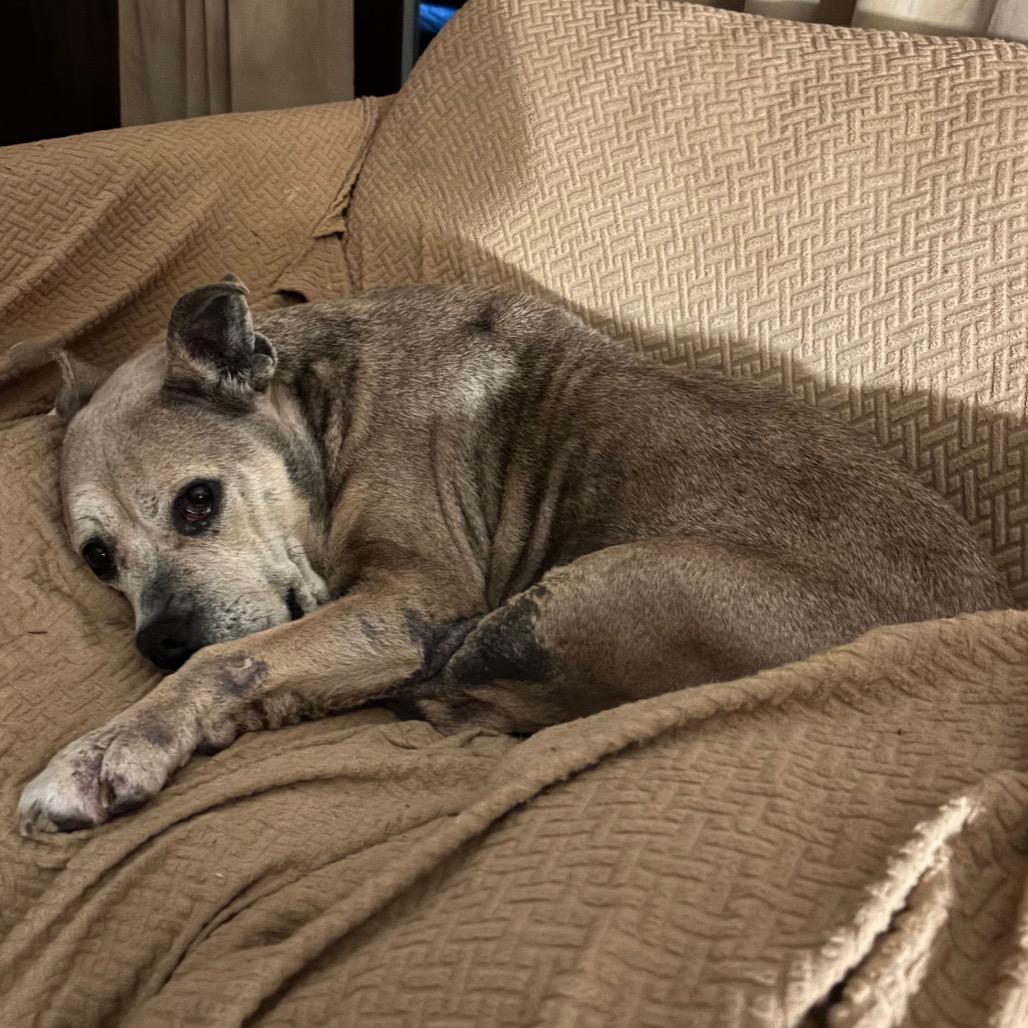 Freda, Adoptable, Senior Female Mixed Breed.