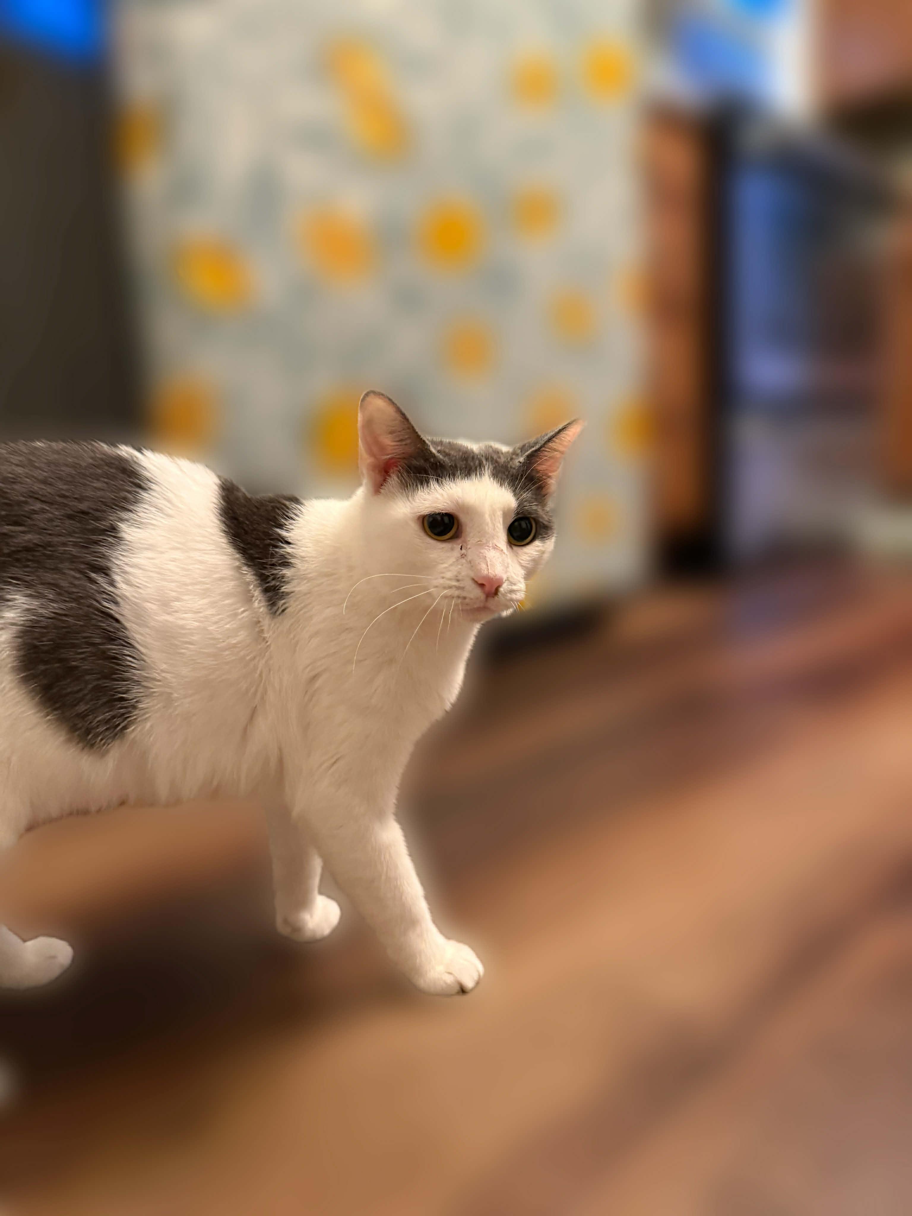 Enlarge Patty, a ADOPTABLE Domestic Short Hair in Wilmington, NC image 1/1