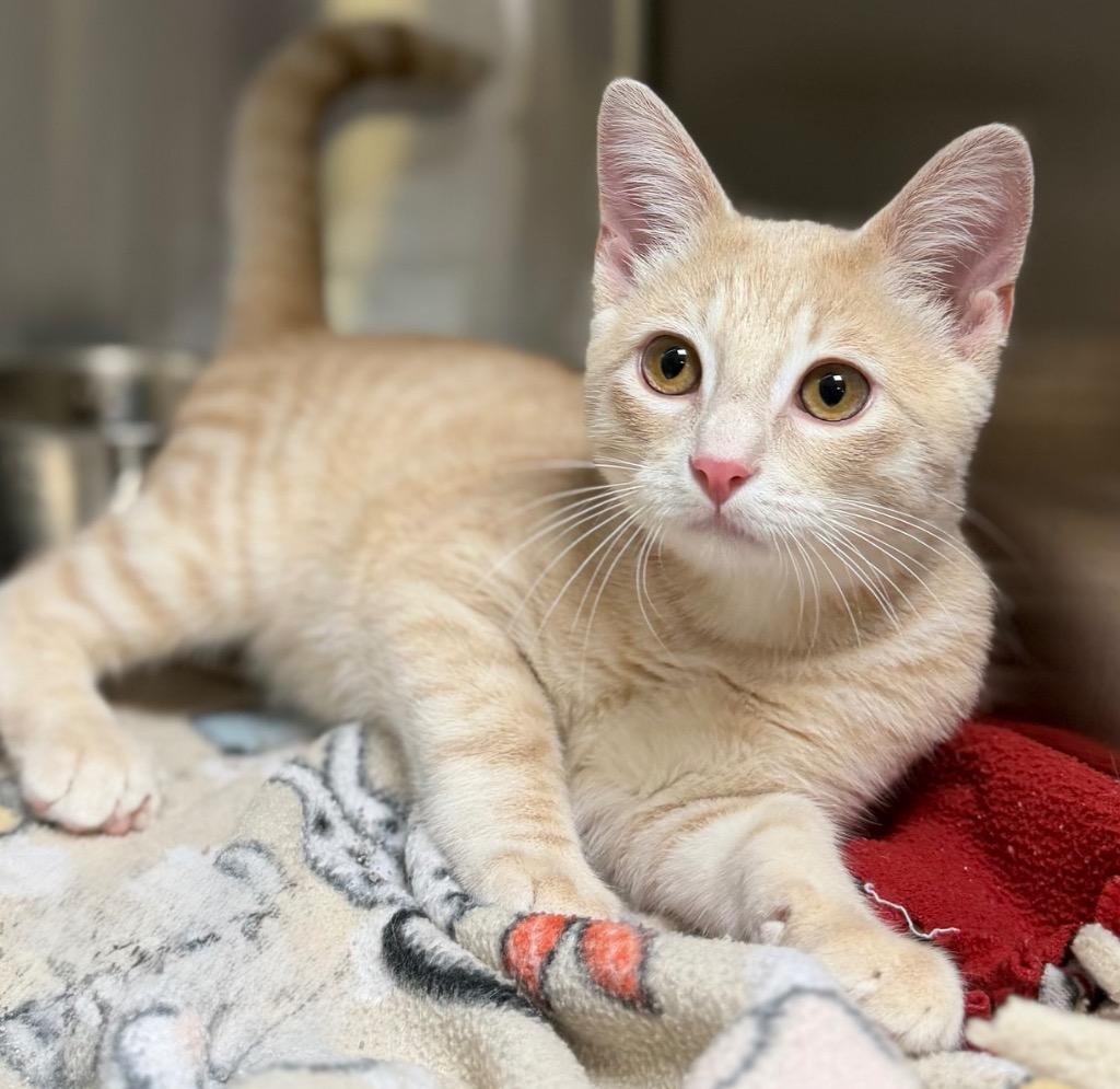 Enlarge Mikaiah, a Adoptable Domestic Short Hair in Columbus, NE image 1/1