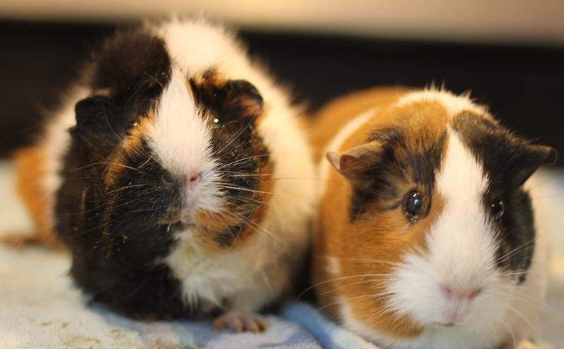 Fern and Chai, a ADOPTABLE Guinea Pig in Budd Lake, NJ image 1/6