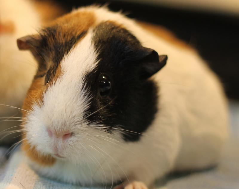 Fern and Chai, a ADOPTABLE Guinea Pig in Budd Lake, NJ image 4/6