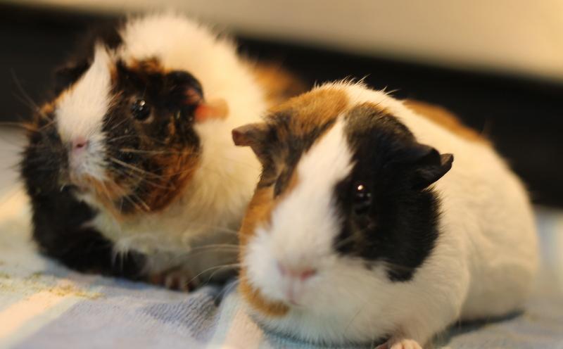 Fern and Chai, a ADOPTABLE Guinea Pig in Budd Lake, NJ image 2/6