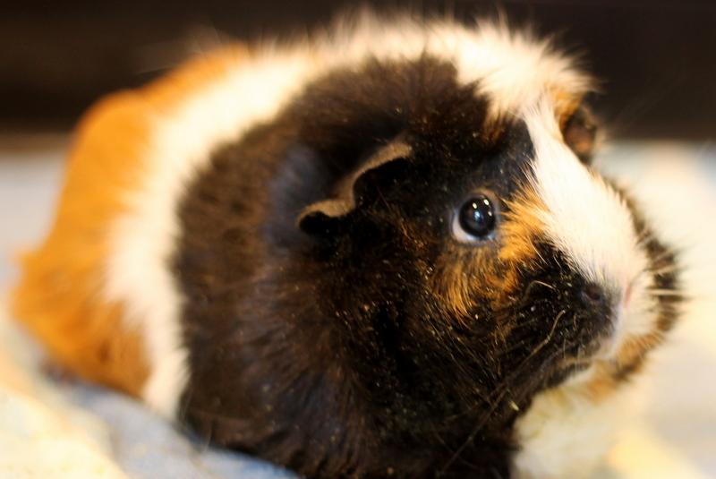 Enlarge Chai, a Adoptable Guinea Pig in Budd Lake, NJ image 4/4