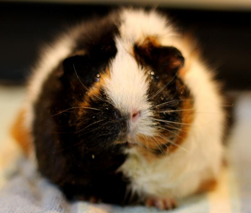 Fern and Chai, a ADOPTABLE Guinea Pig in Budd Lake, NJ image 5/6
