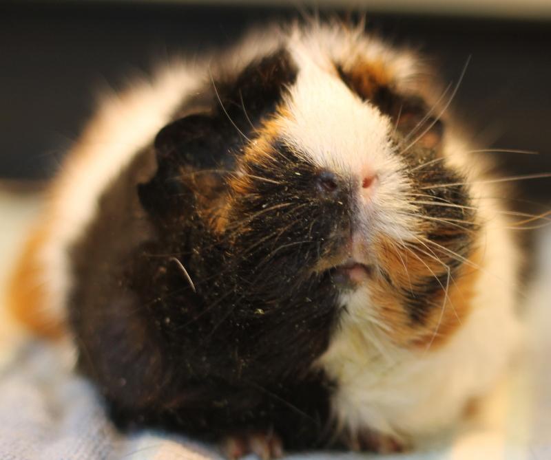 Enlarge Chai, a Adoptable Guinea Pig in Budd Lake, NJ image 3/4