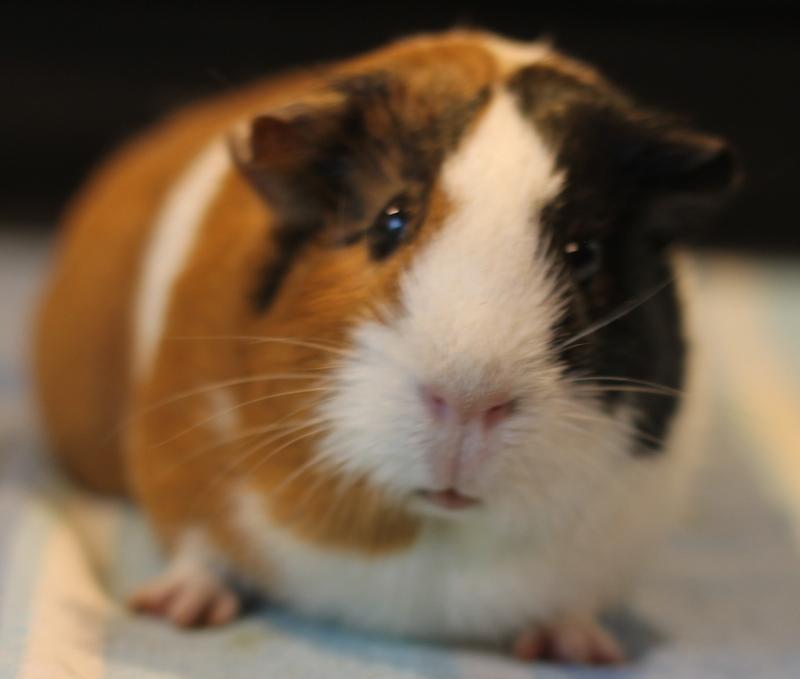 Fern and Chai, a ADOPTABLE Guinea Pig in Budd Lake, NJ image 3/6