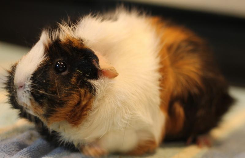 Fern and Chai, a ADOPTABLE Guinea Pig in Budd Lake, NJ image 6/6
