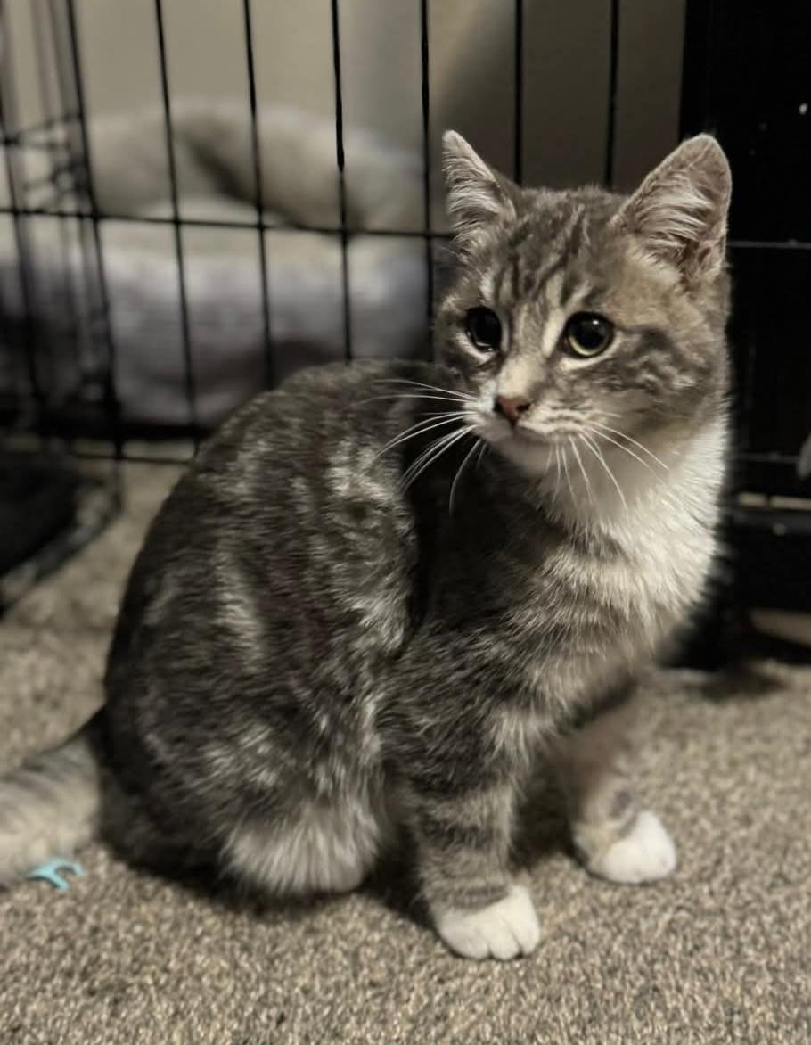 Harry Potter, adopted, Kitten Male Domestic Short Hair.