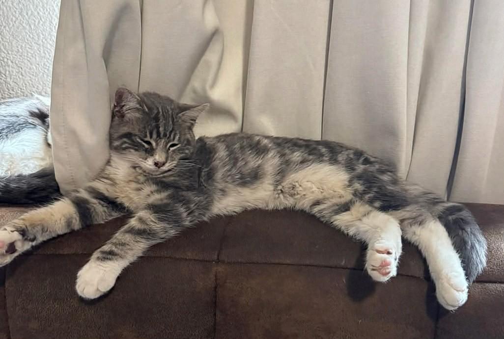 Enlarge Harry Potter, an adopted Domestic Short Hair in Reno, NV image 2/4