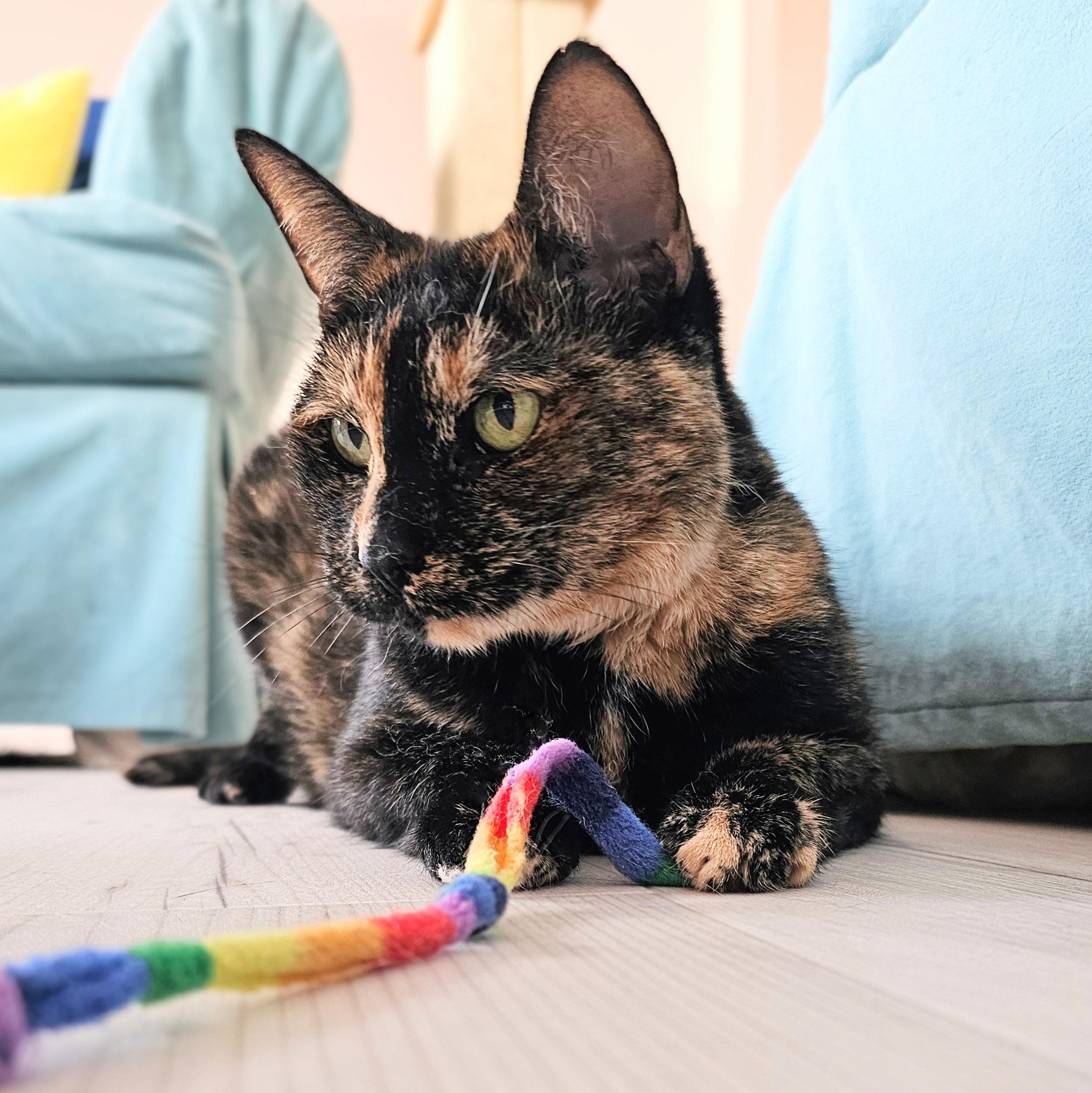 Enlarge Tootsie, a Adoptable Tortoiseshell in Chicago, IL image 6/6