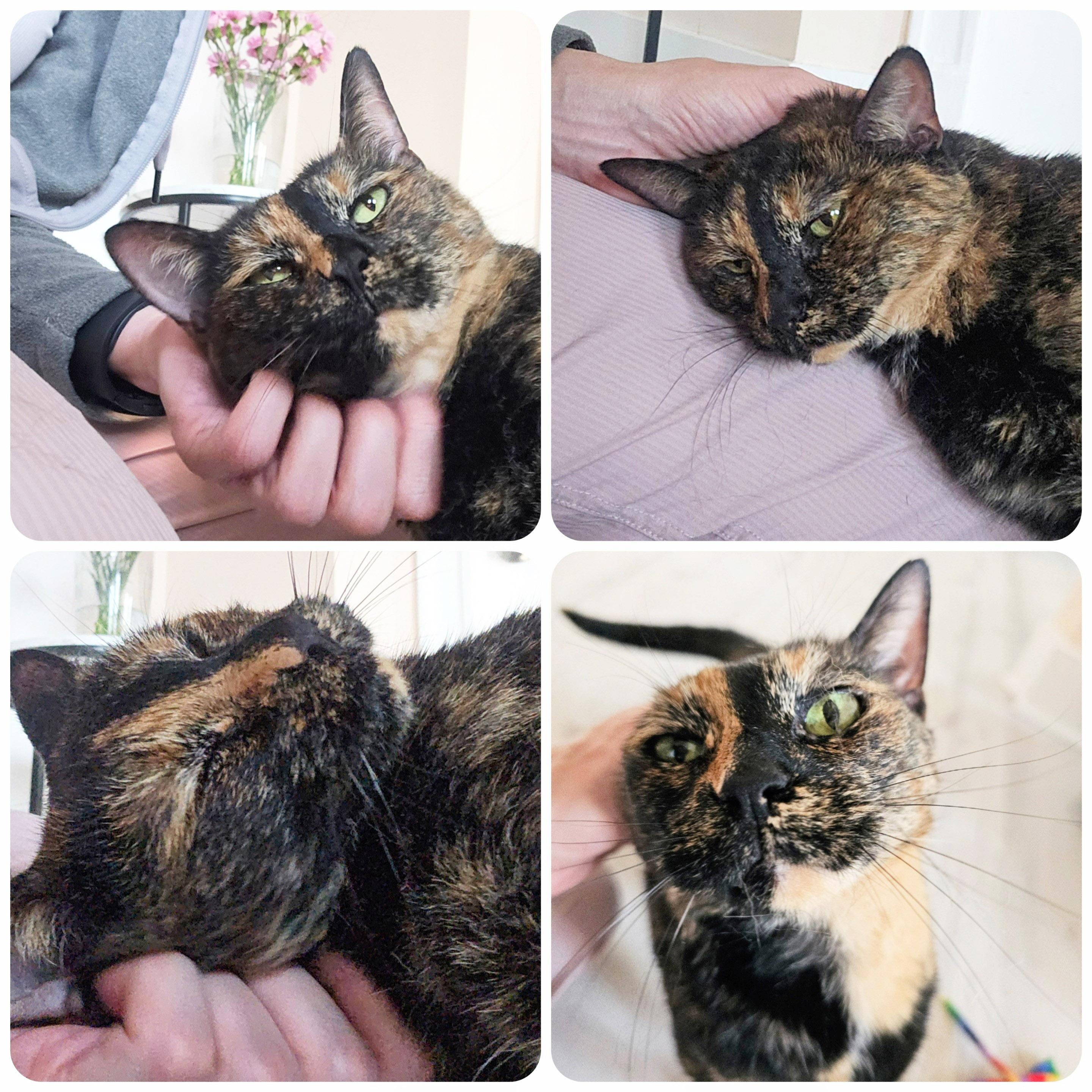 Enlarge Tootsie, a Adoptable Tortoiseshell in Chicago, IL image 3/6