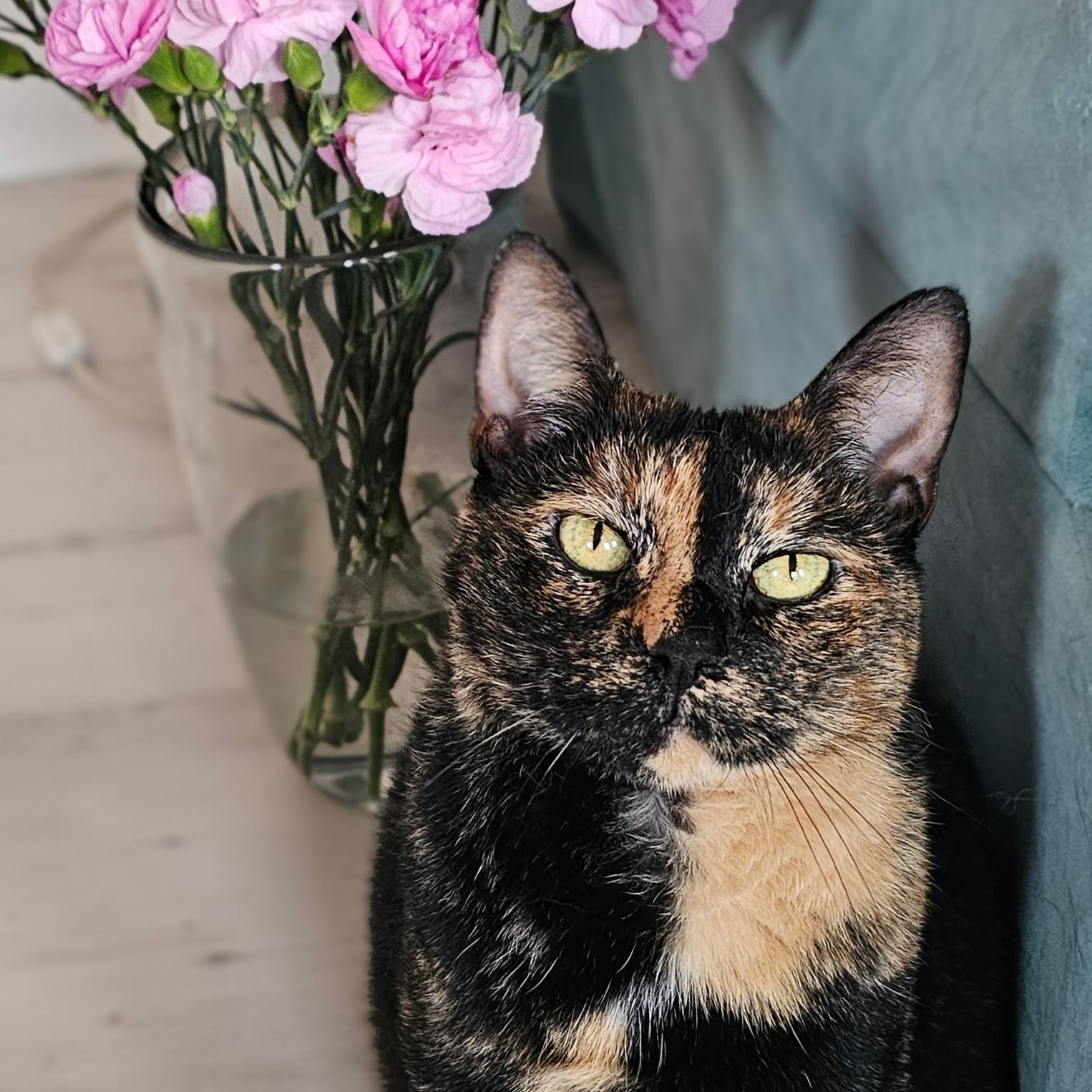 Enlarge Tootsie, a Adoptable Tortoiseshell in Chicago, IL image 1/6