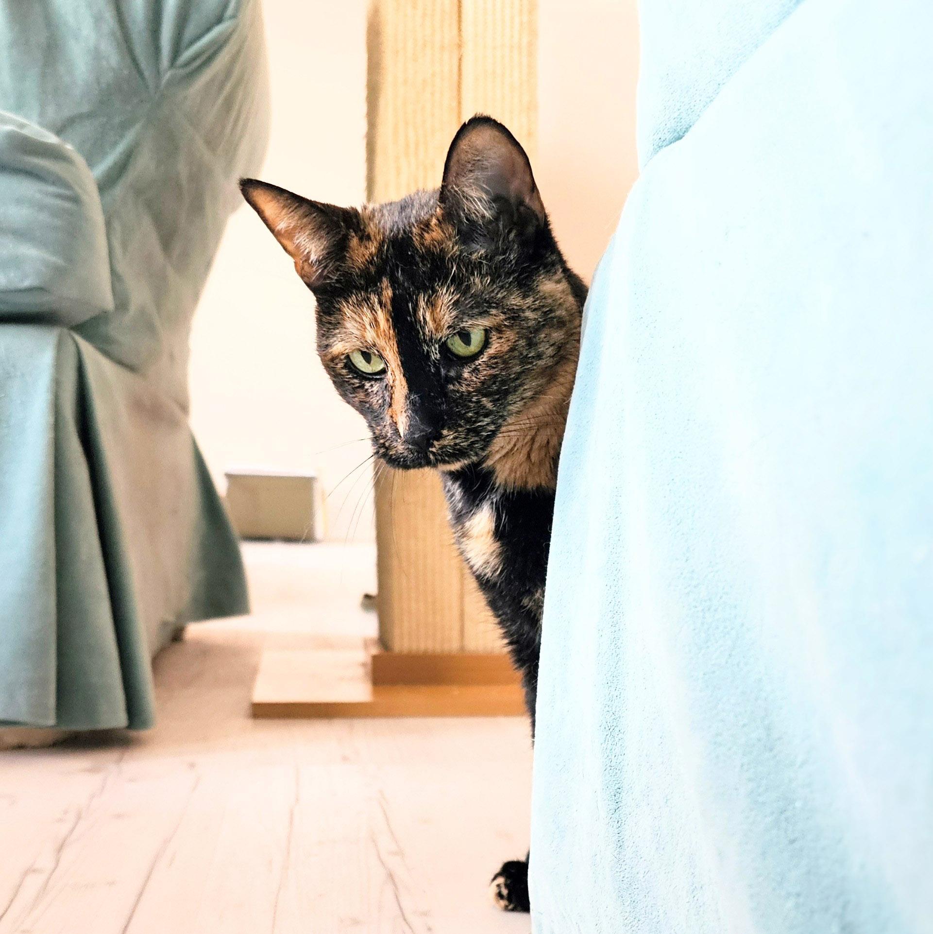 Enlarge Tootsie, a Adoptable Tortoiseshell in Chicago, IL image 4/6