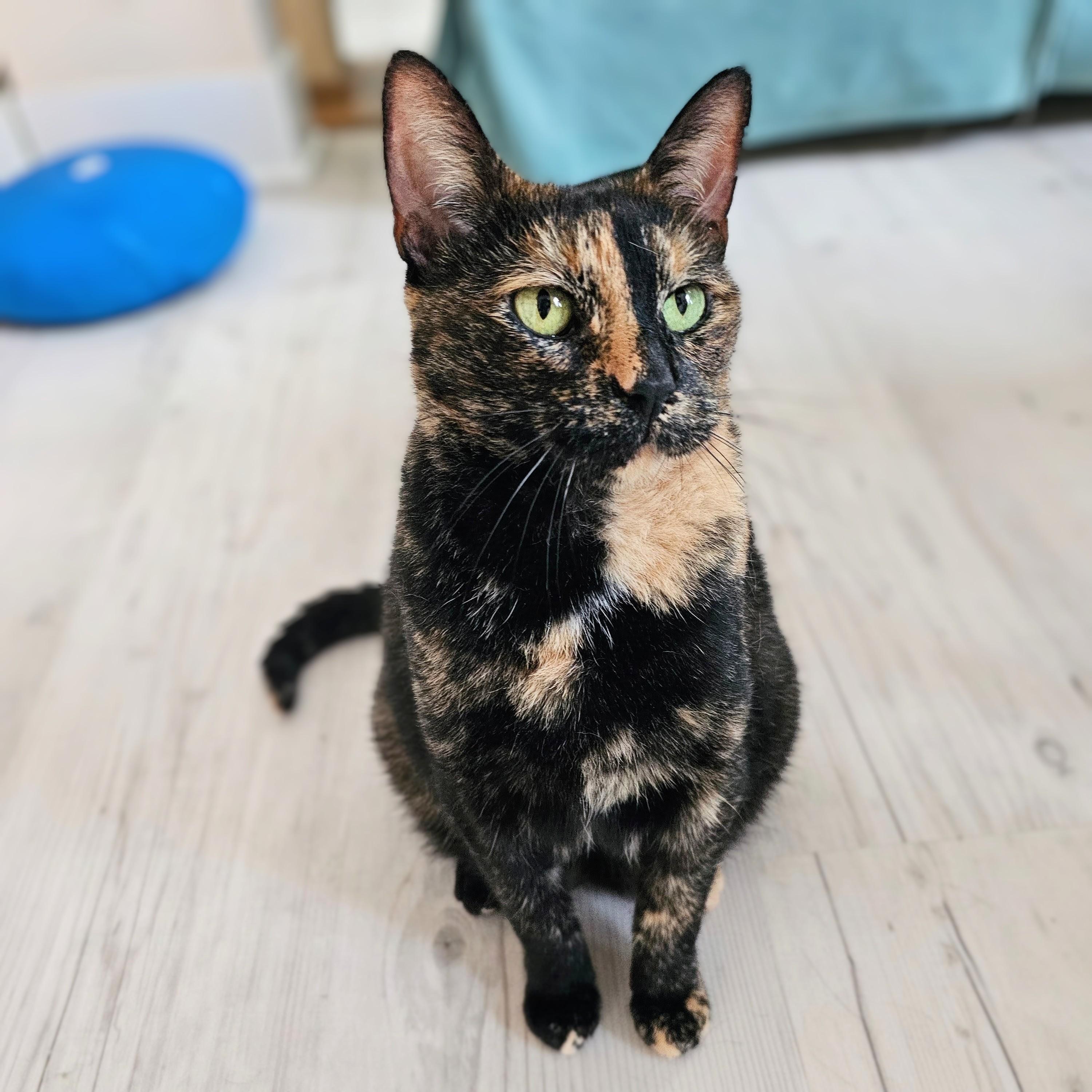 Enlarge Tootsie, a Adoptable Tortoiseshell in Chicago, IL image 5/6
