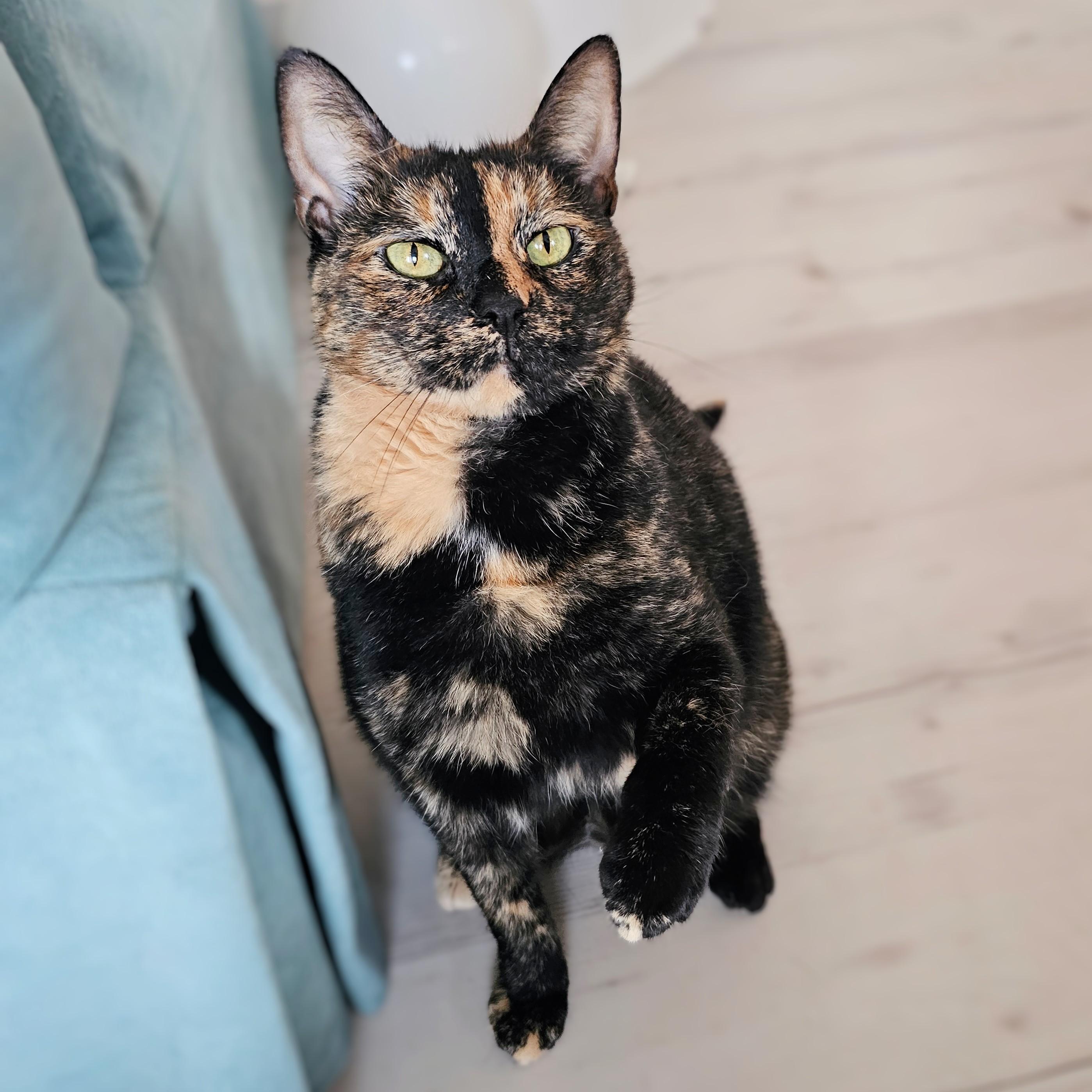 Enlarge Tootsie, a Adoptable Tortoiseshell in Chicago, IL image 2/6