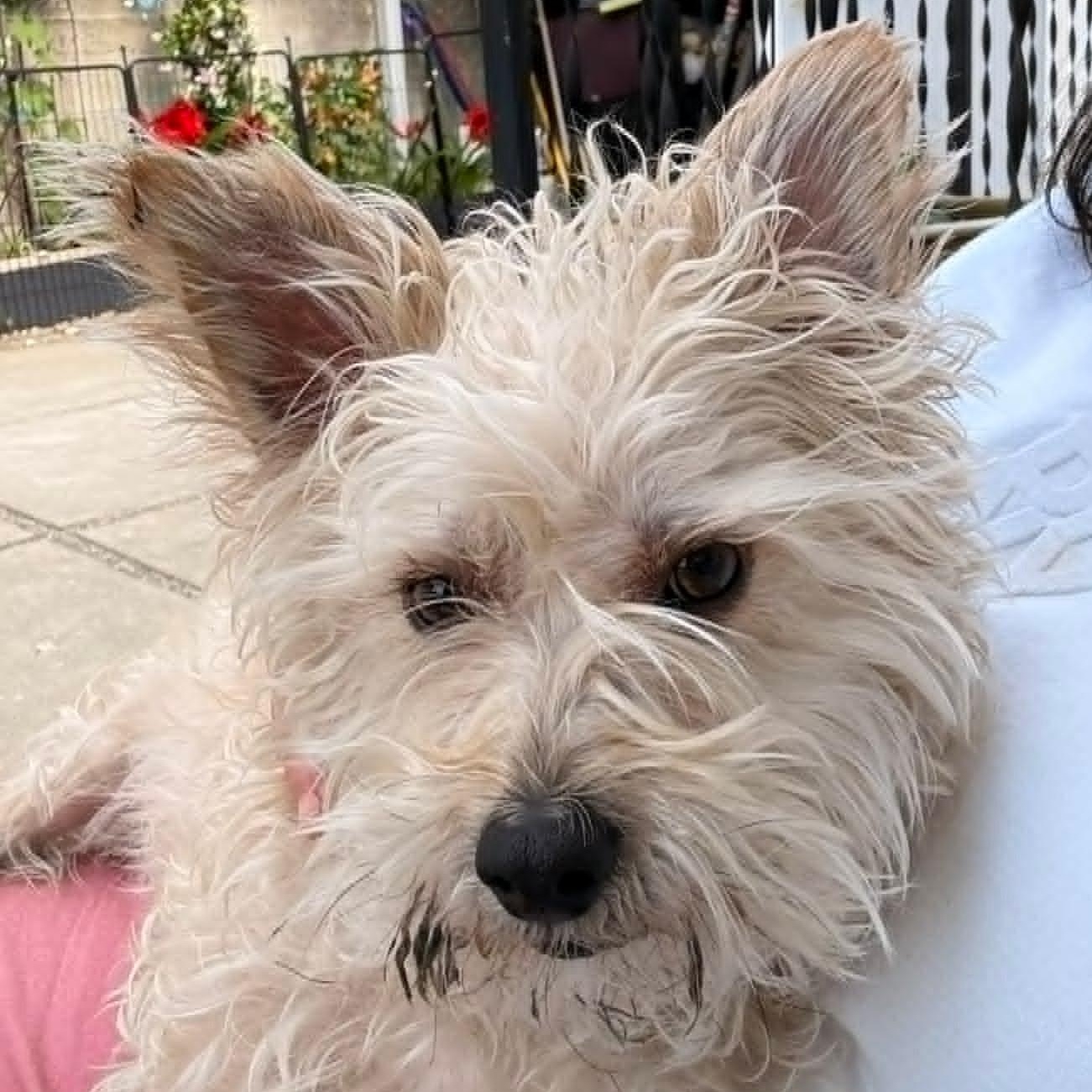 Enlarge Marshmellow, a Adoptable mixed breed in Napa, CA image 3/6