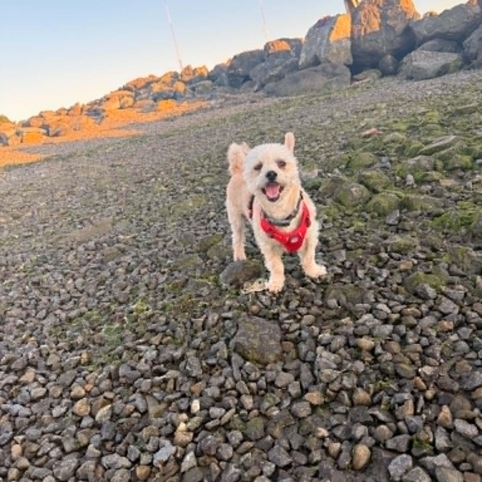 Enlarge Marshmellow, a Adoptable mixed breed in Napa, CA image 5/6