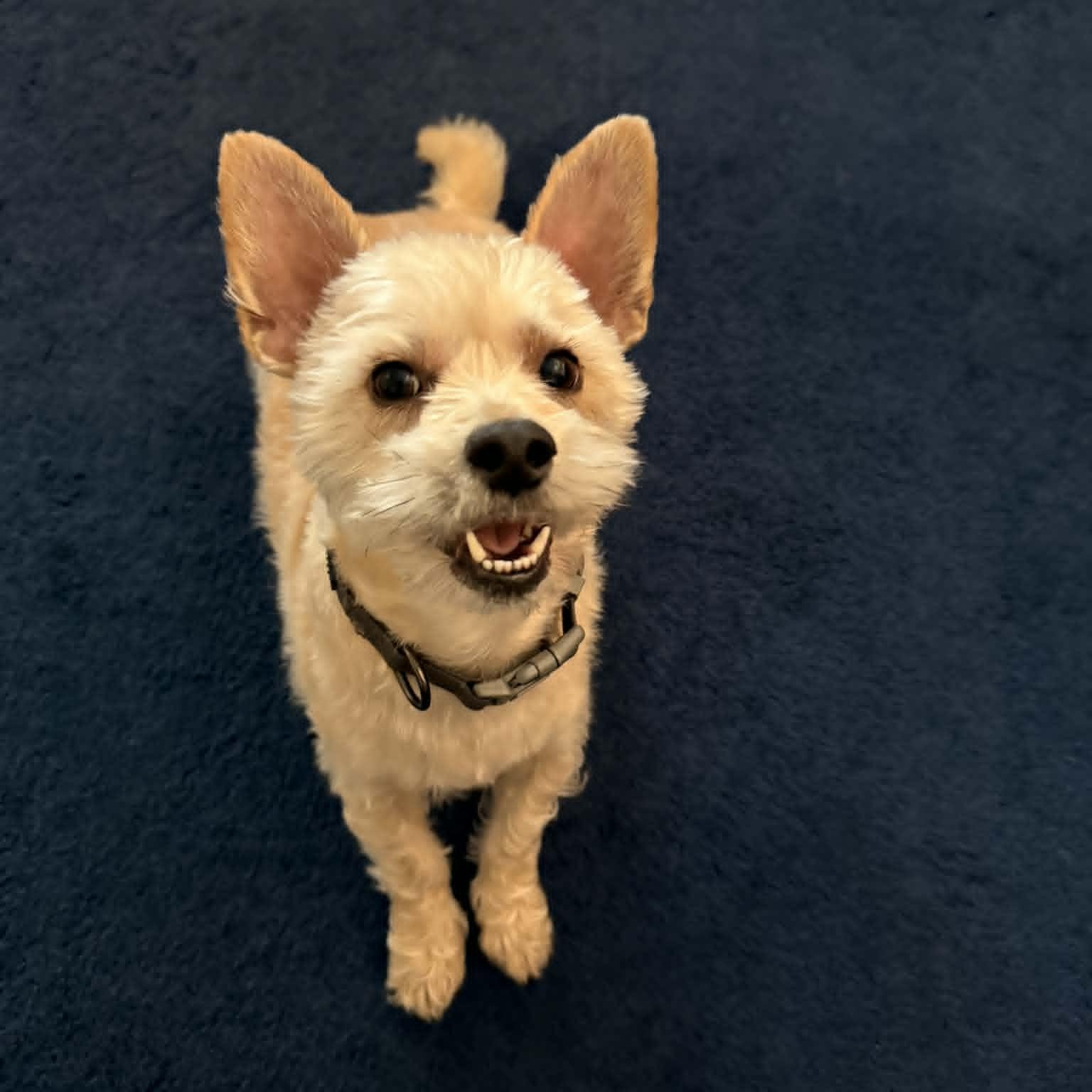 Marshmellow, Adoptable, Adult Male West Highland White Terrier / Westie & Maltese.