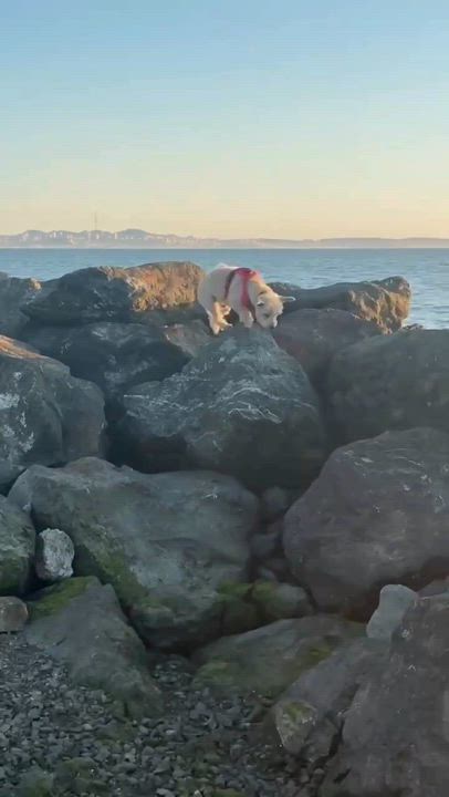 Enlarge Marshmellow, a Adoptable mixed breed in Napa, CA video 6/6