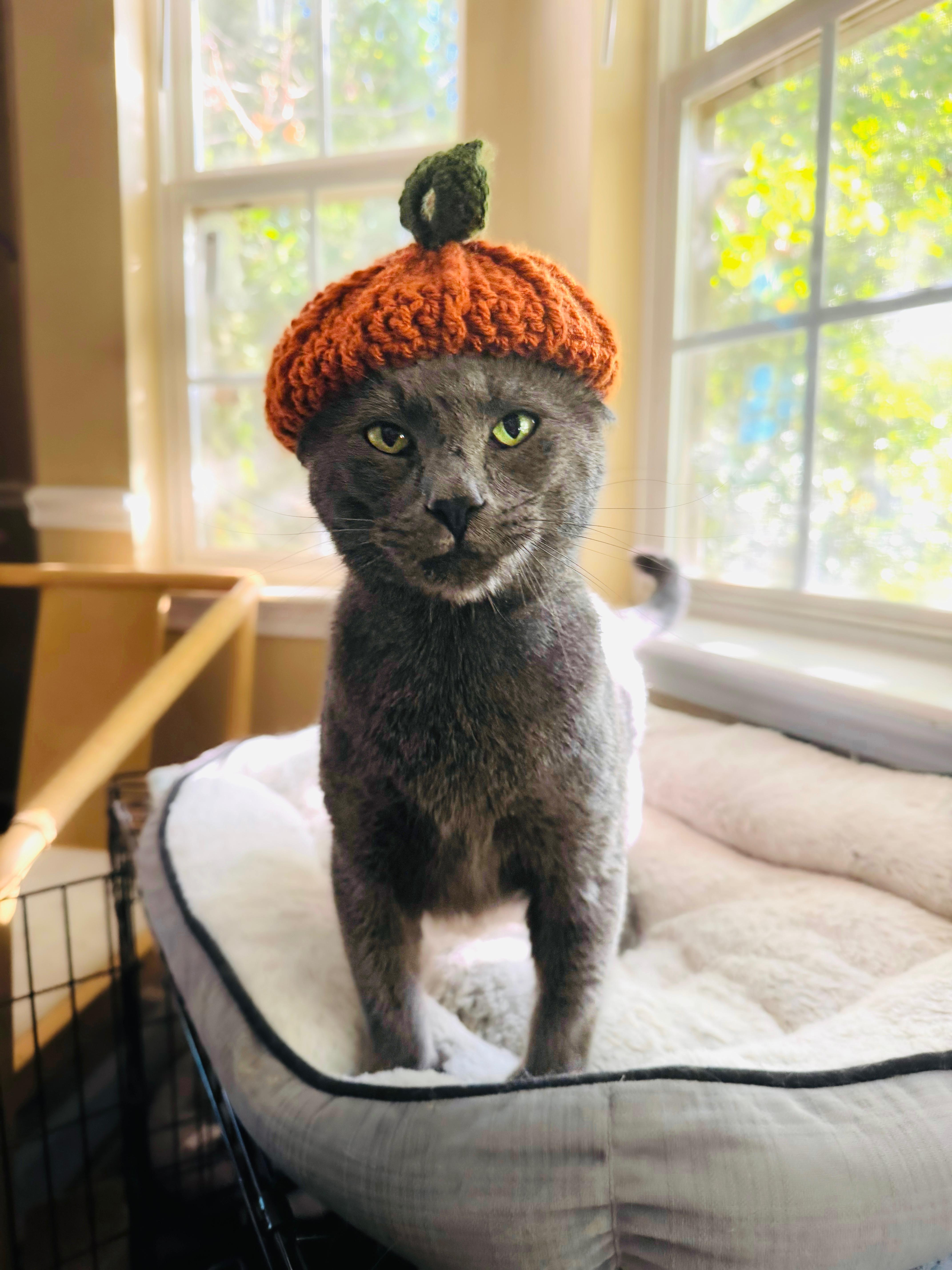 Mallard, Adopted, Adult Male Extra-Toes Cat / Hemingway Polydactyl & Russian Blue.
