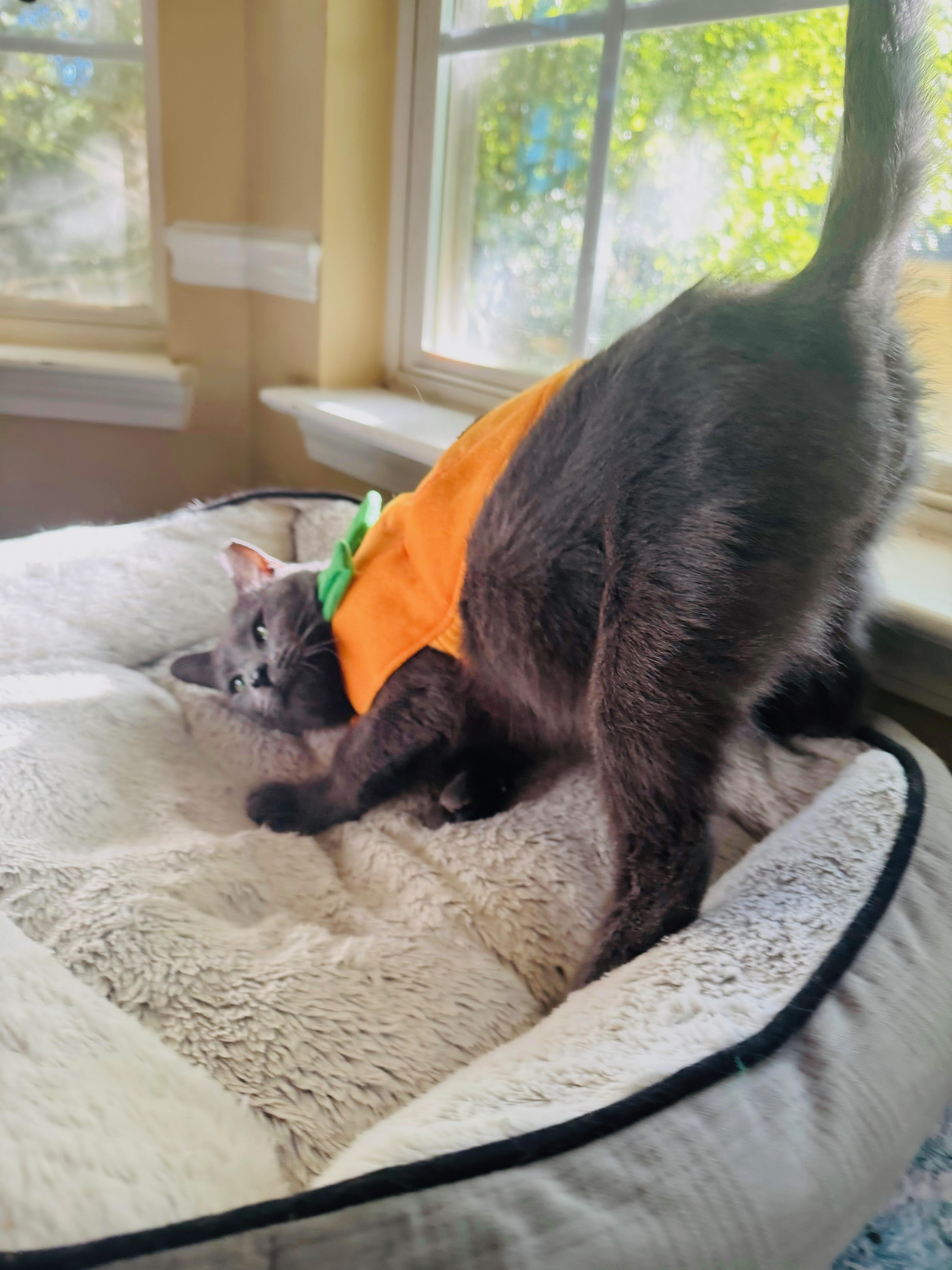 Mallard, a Adopted mixed breed in Mooresville, NC image 3/4