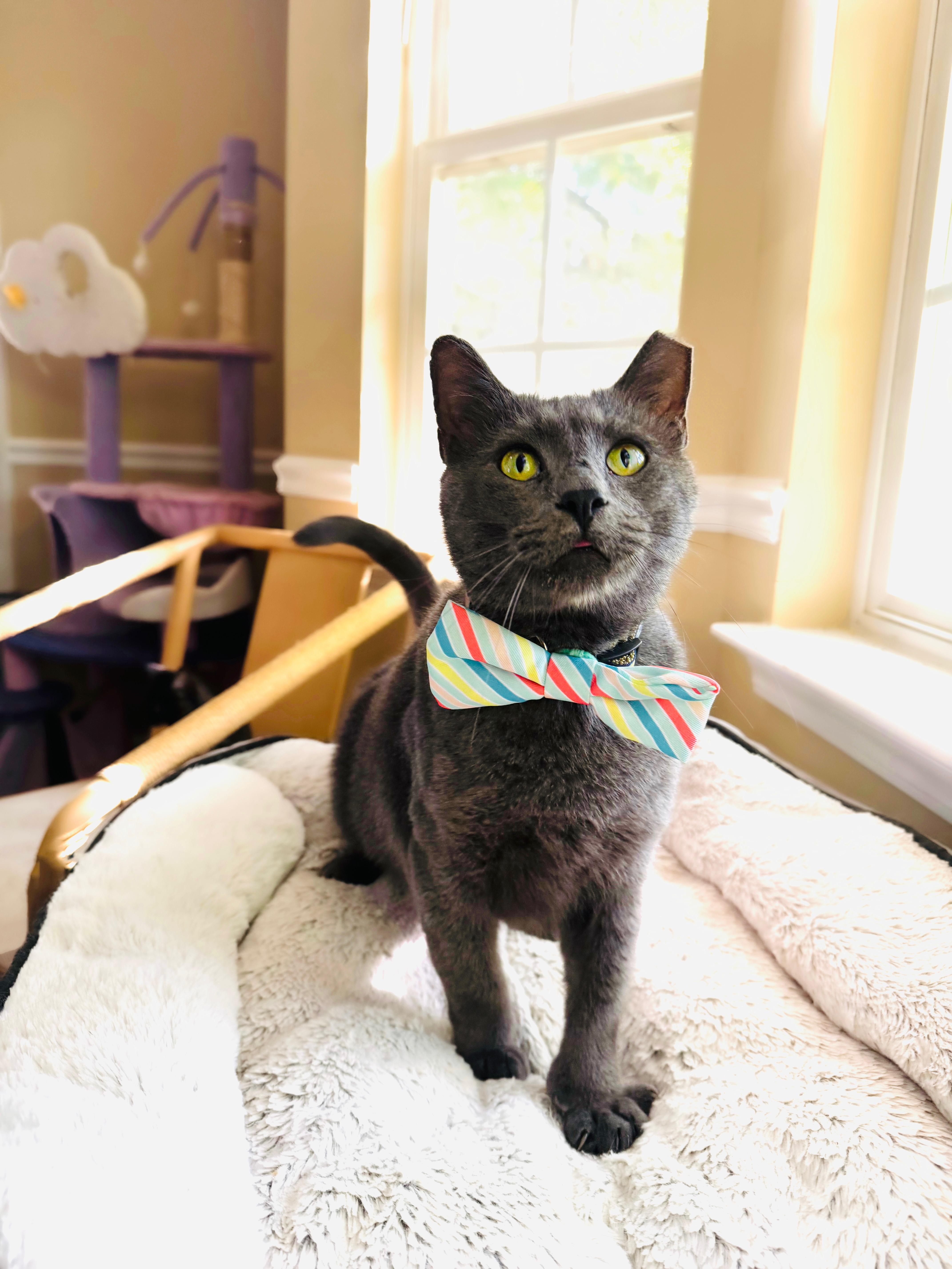 Mallard, a Adopted mixed breed in Mooresville, NC image 2/4