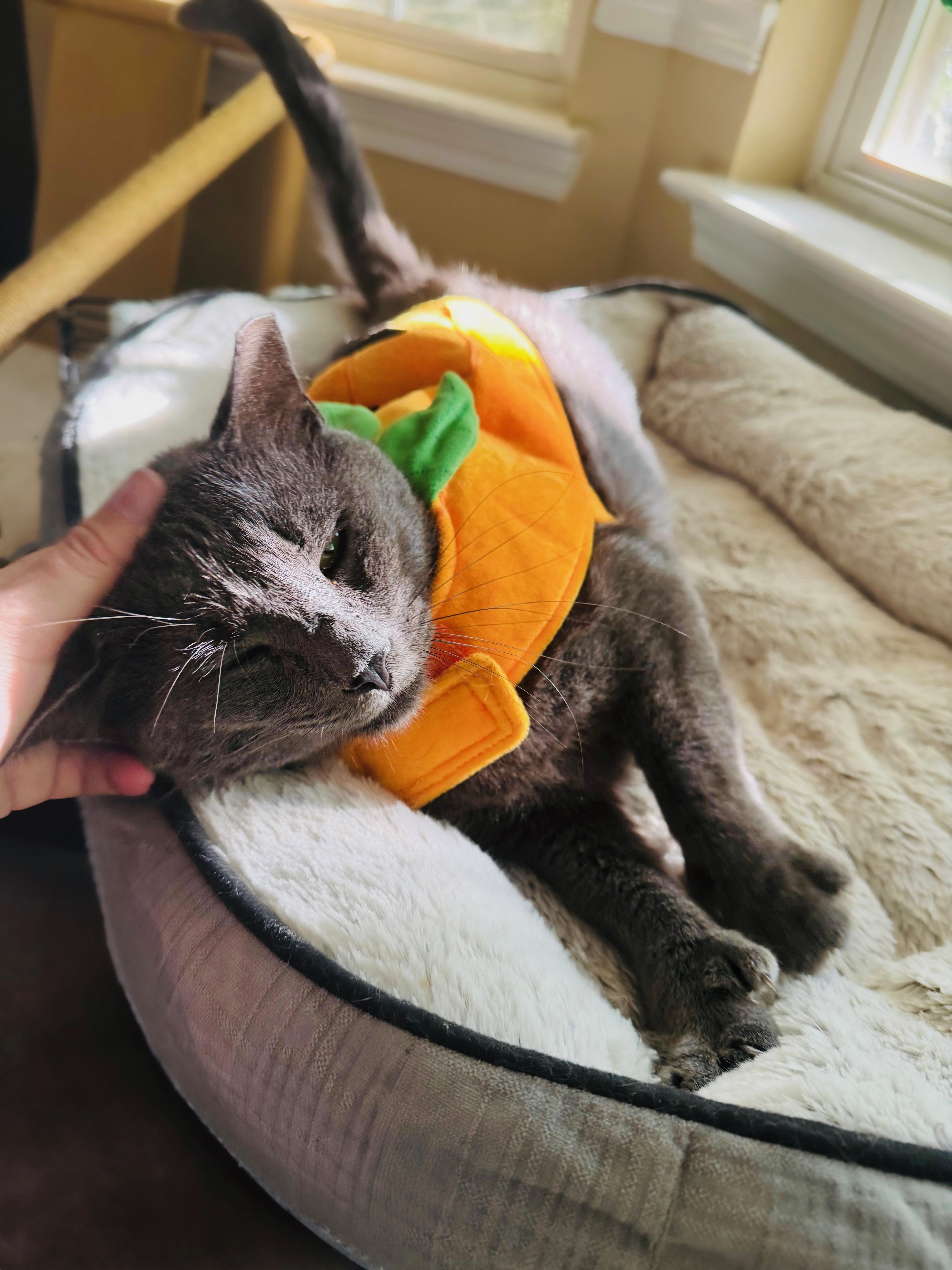 Mallard, a Adopted mixed breed in Mooresville, NC image 4/4