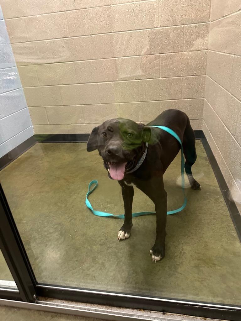 Taz, Adoptable, Young Male Pit Bull Terrier.